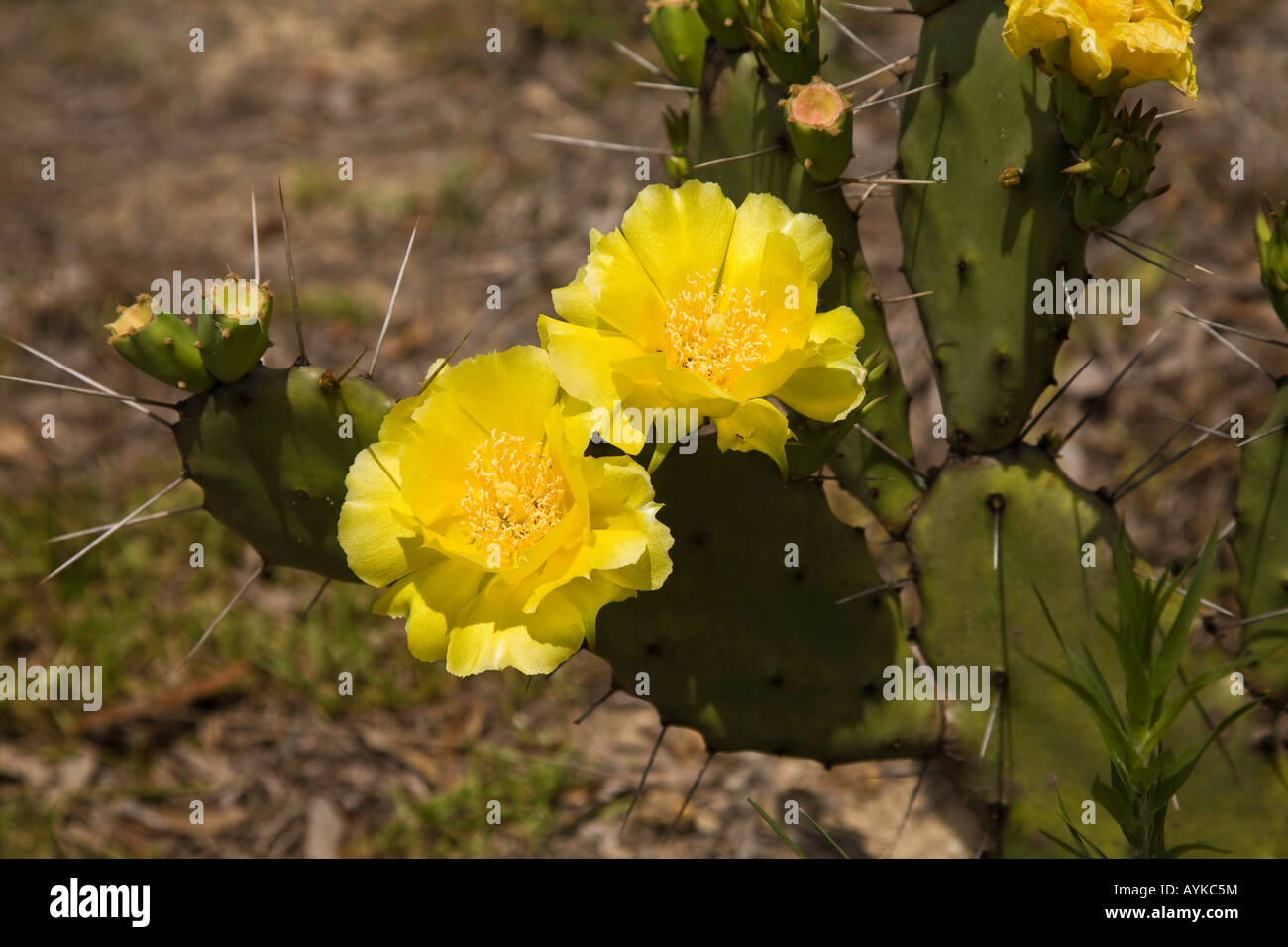 Prickly Pear Cactus In Florida
