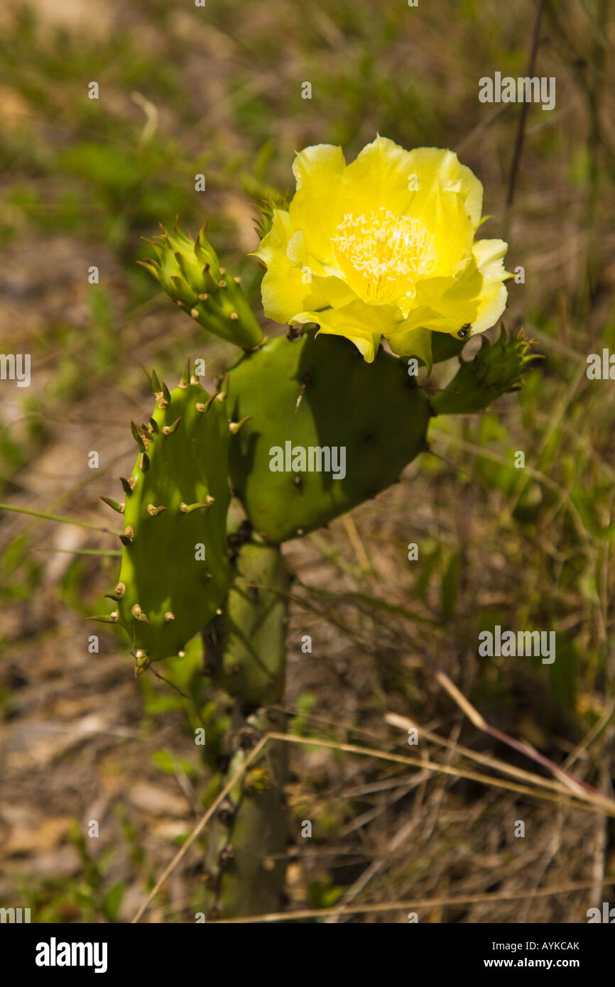 Prickly Pear Cactus In Florida