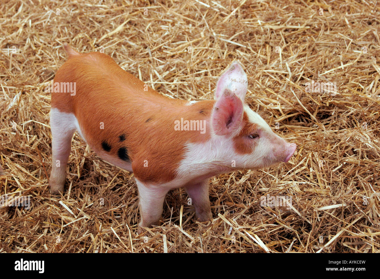 Little pig on a straw carpet. Stock Photo