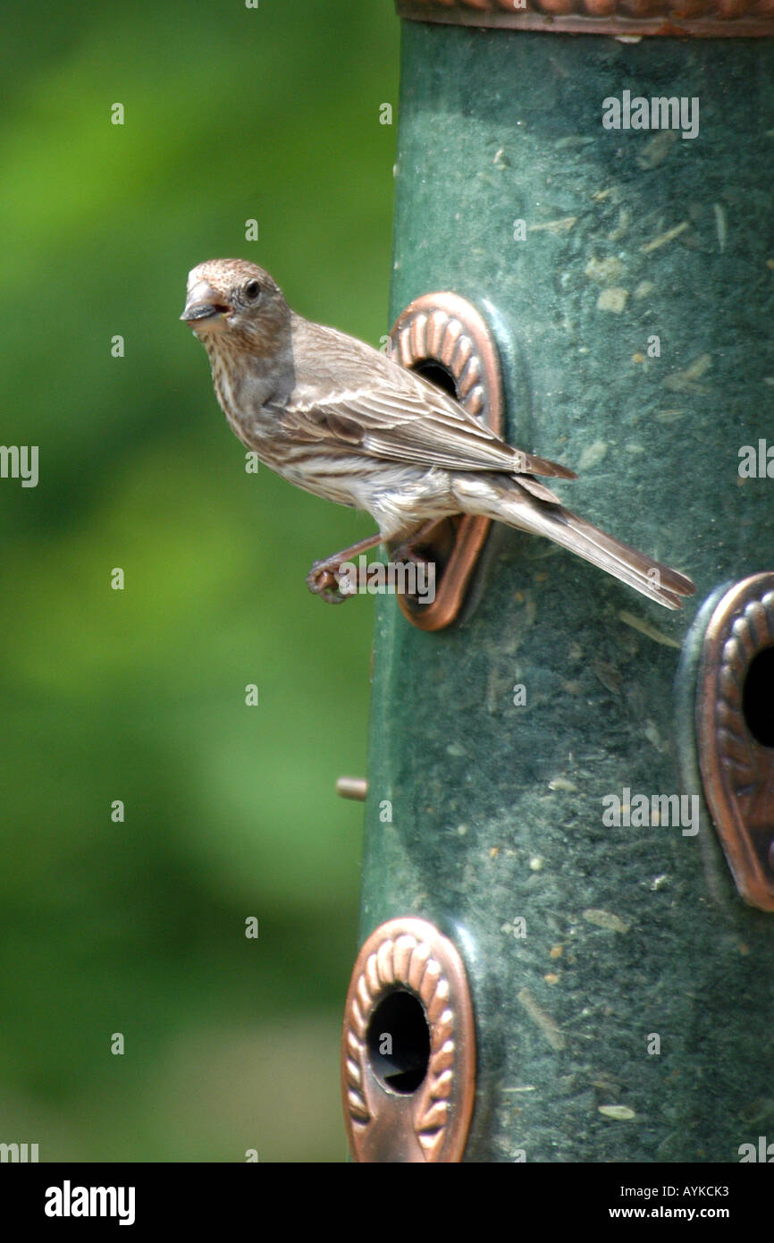 Sparrow Perched And Feeding At A Garden Bird Seed Feeder Stock
