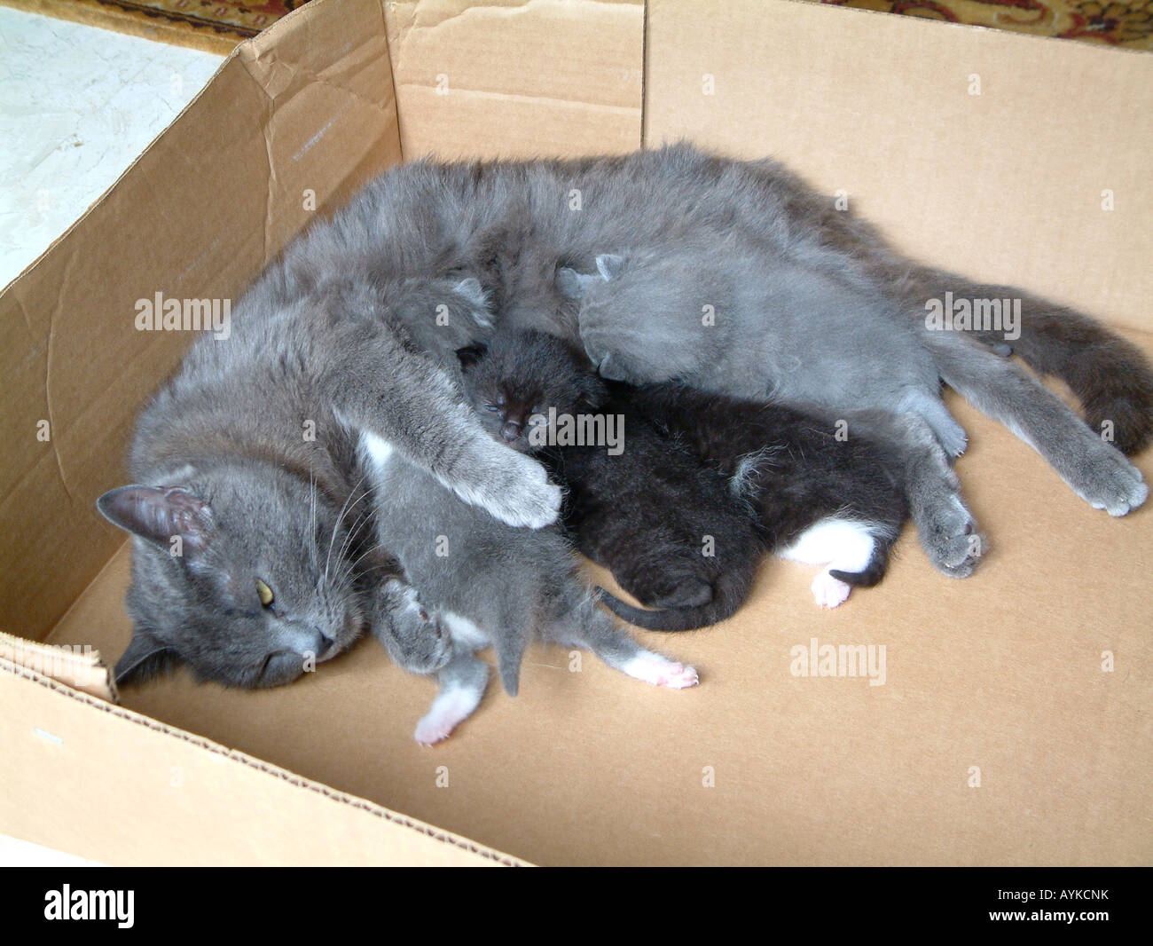 cat and litter of four kittens (14 days old Stock Photo Alamy