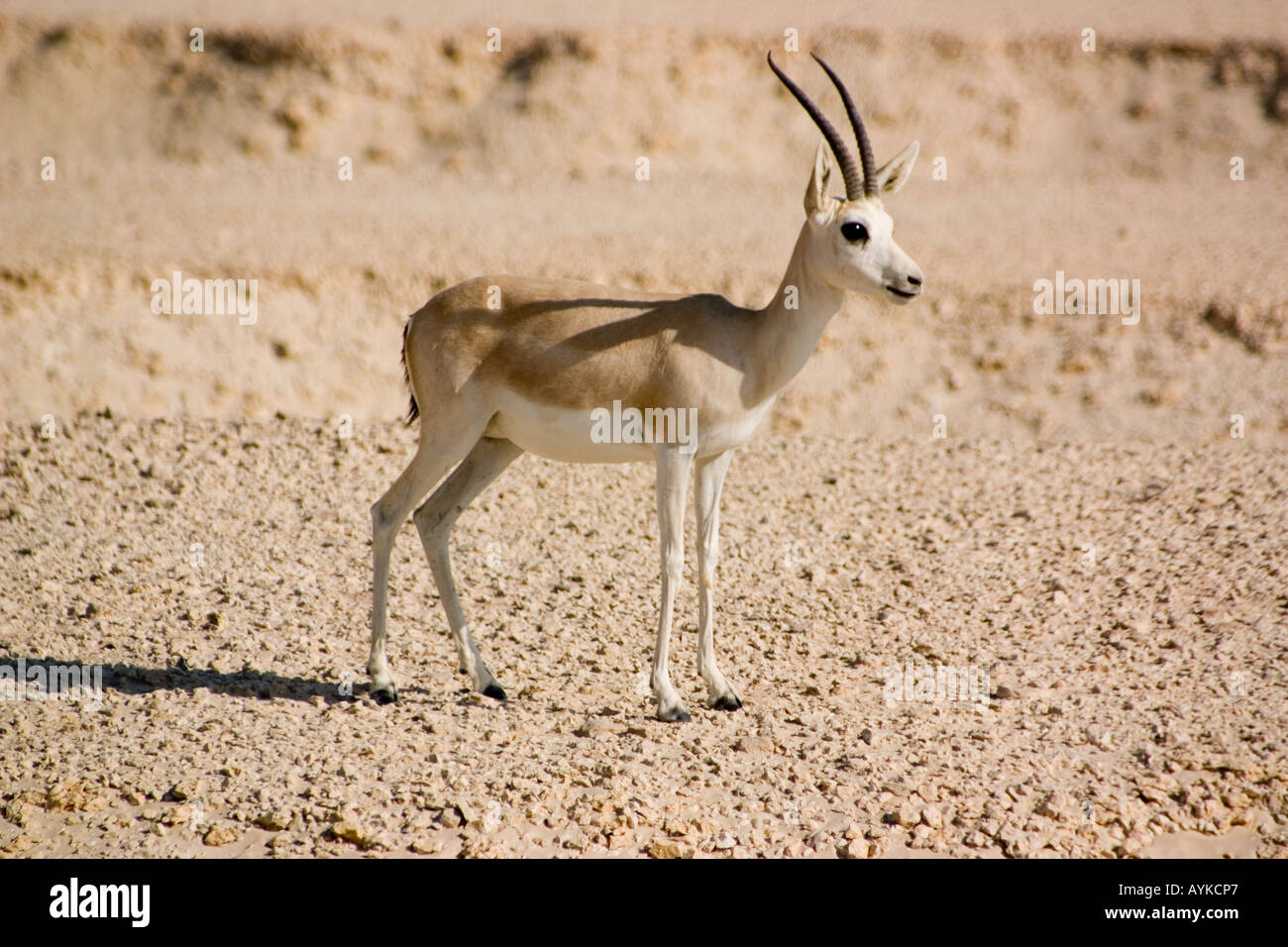 Reem gazelle hi-res stock photography and images - Alamy