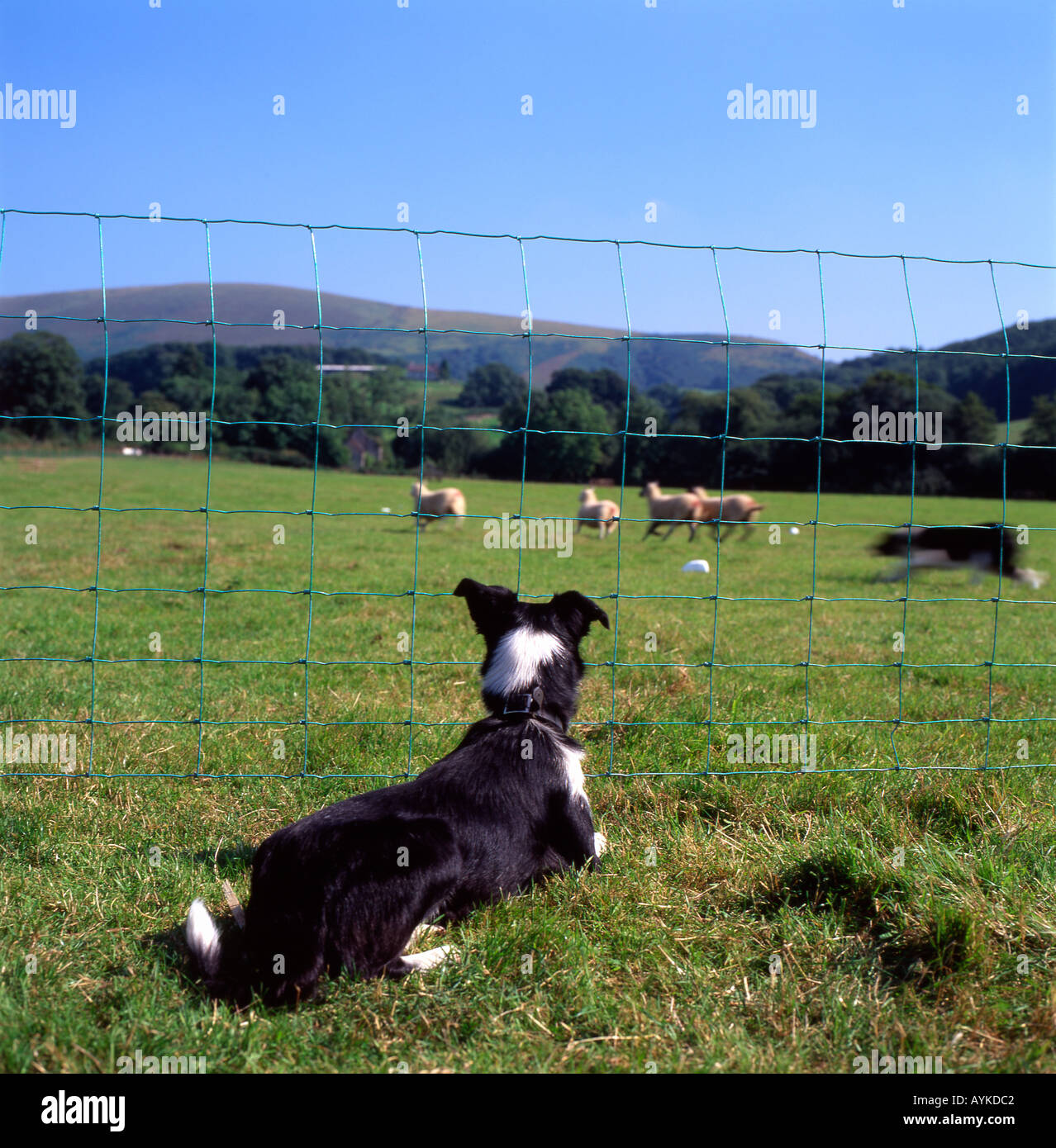 A sheep dog watching the sheep dog trials on a farm near Myddfai, Carmarthenshire Wales UK KATHY DEWITT Stock Photo