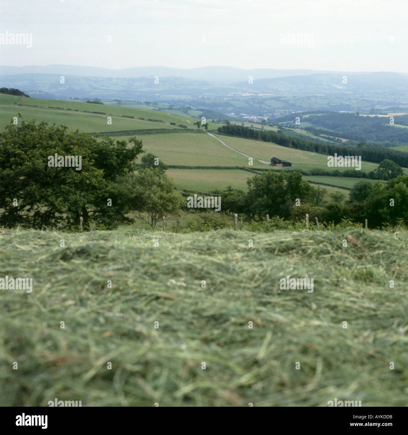 Field of mown hay on a farm in summer and June landscape near Llanwrda
