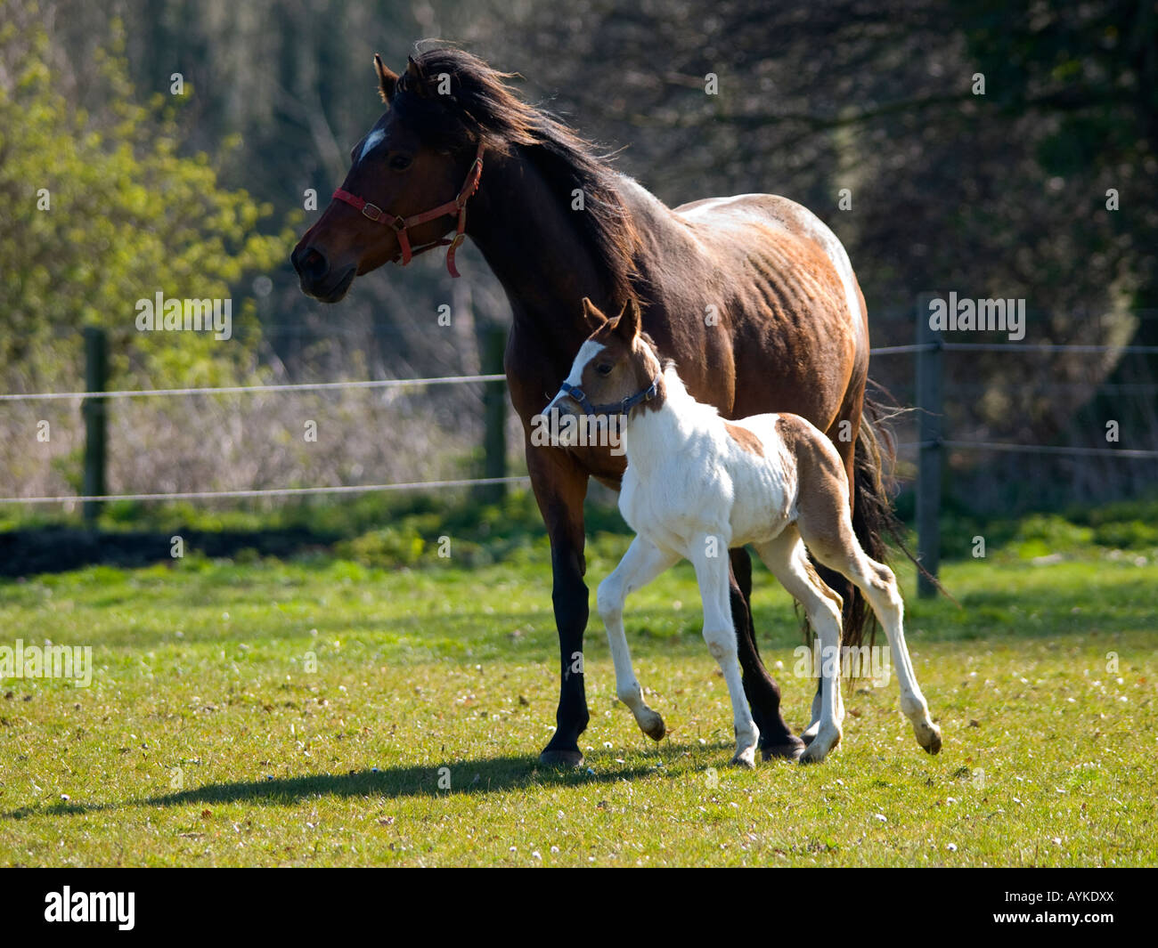mare and young foal Stock Photo