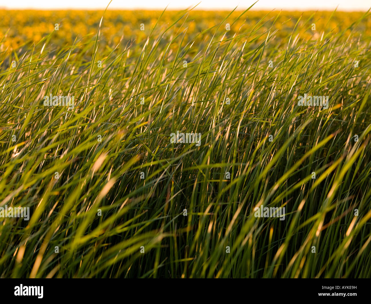 Field of grass Stock Photo