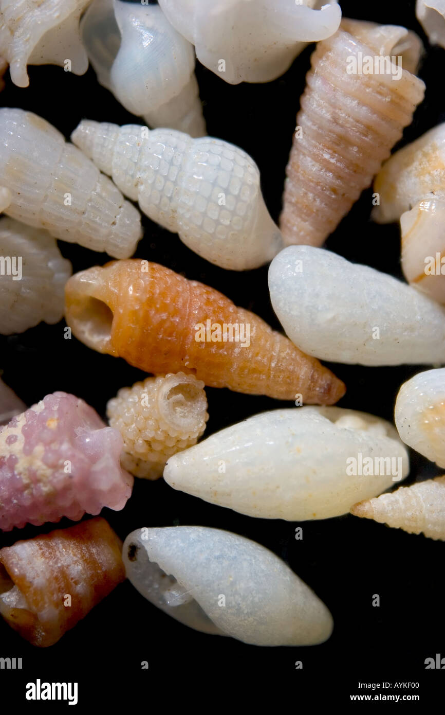 Marine on hi-res stock photography and images - Alamy