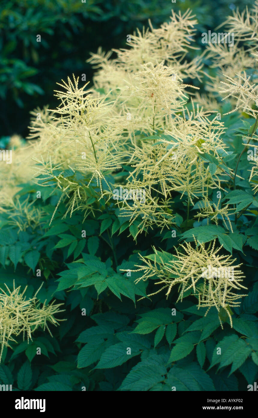 Astible flowering shrub Stock Photo