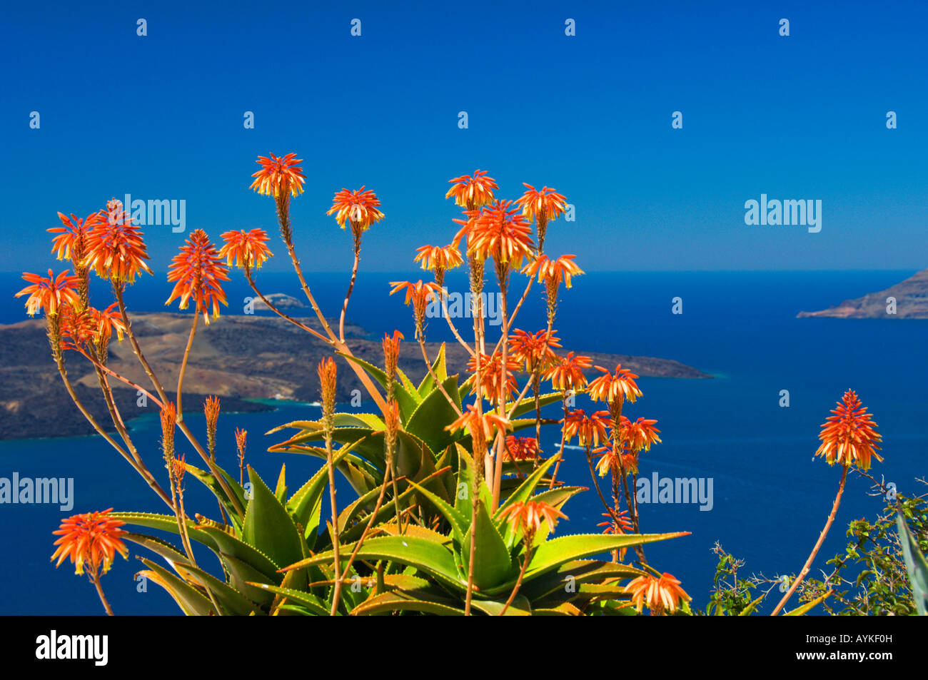 The bright orange flowers of the Aloe Vera plant decorate patios in Fira on  the Greek Island of Santorini Greece Stock Photo - Alamy