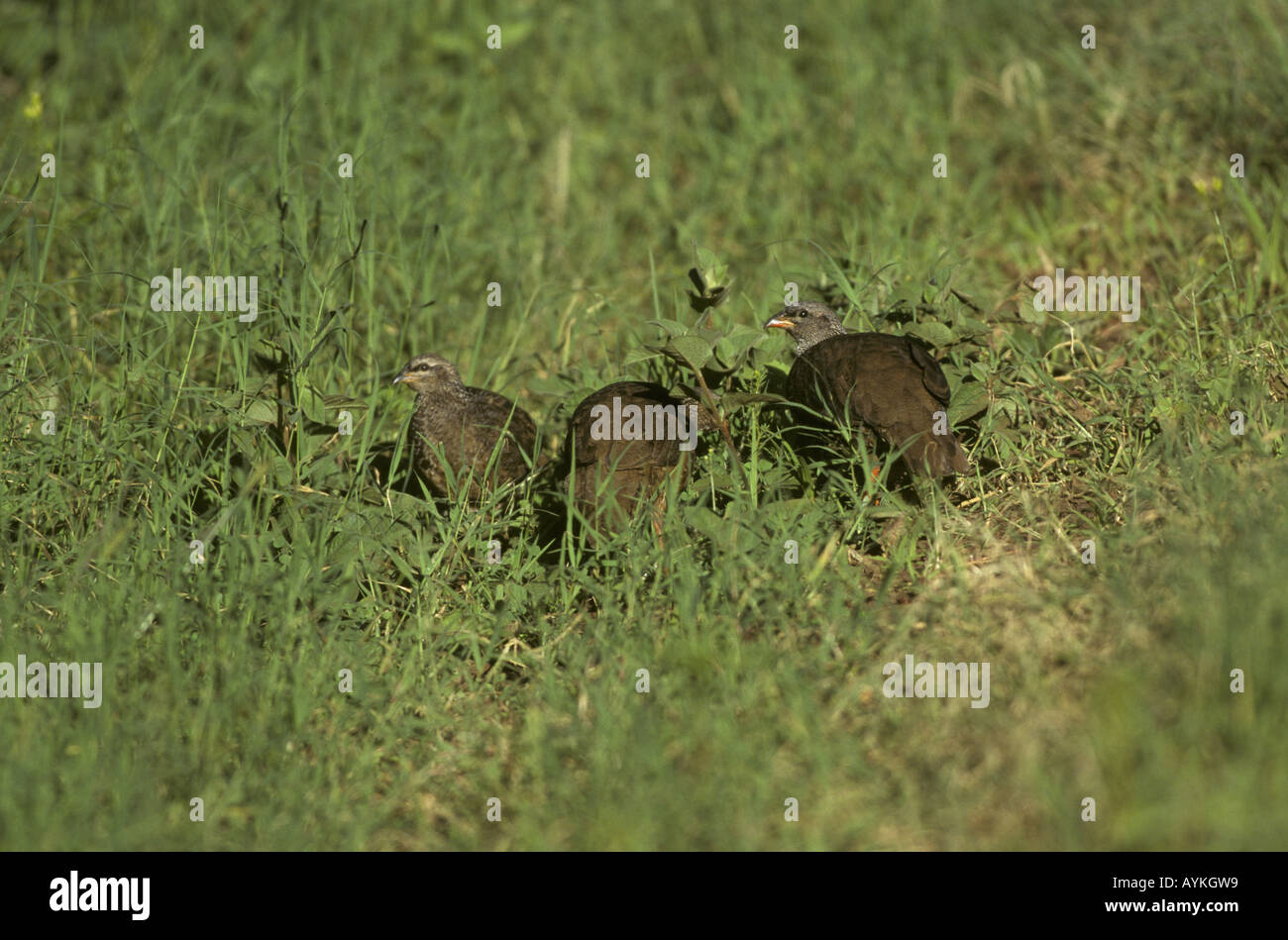 Hildebrandt s Francolin Francolinus hildebrandti Ngorongoro Crater Rim