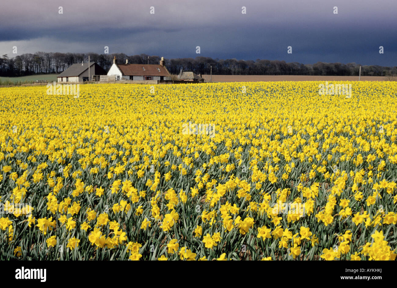 Daffodil Fields, Carnoustie, Angus Stock Photo