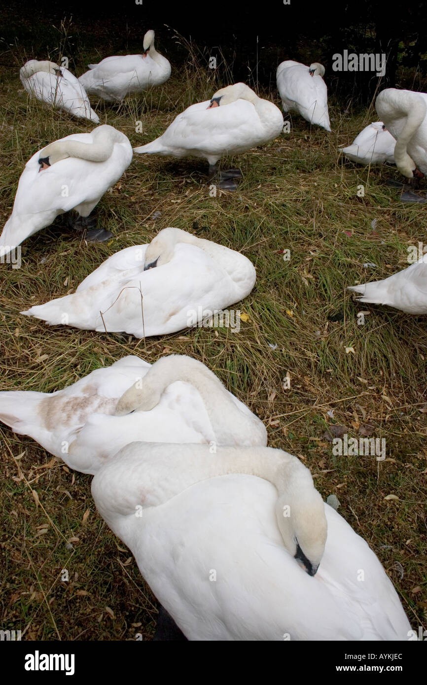 The Sleeping Swans >> Swans Sleeping Hyde Park London England Stock Photo 5592811 Alamy The Sleeping Swans >> Swans Sleeping Hyde Park London England Stock Photo 5592811 Alamy