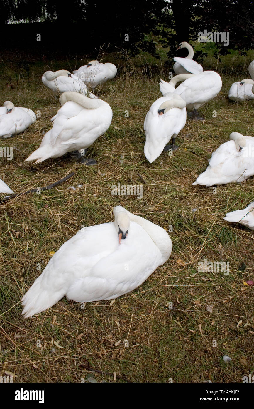 The Sleeping Swans >> Swans Sleeping Stock Photos Swans Sleeping Stock Images Alamy The Sleeping Swans >> Swans Sleeping Stock Photos Swans Sleeping Stock Images Alamy