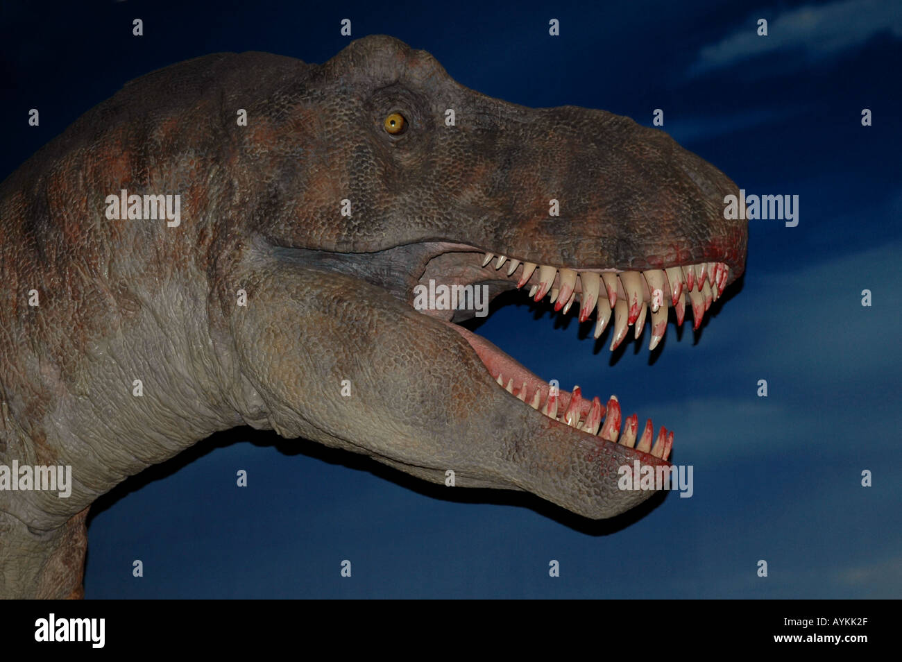 Le rex hi-res stock photography and images - Alamy