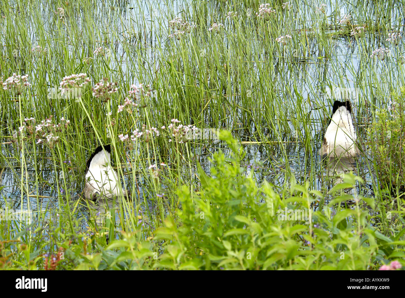Canadian Geese at a wildlife refuge in the USA Stock Photo