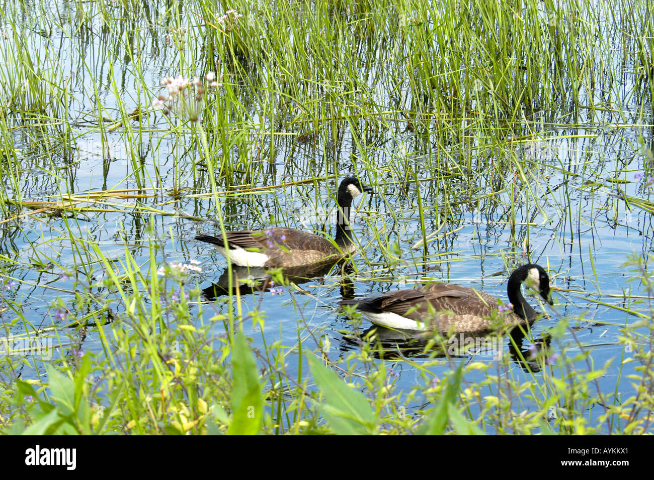Canadian Geese at a wildlife refuge in the USA Stock Photo