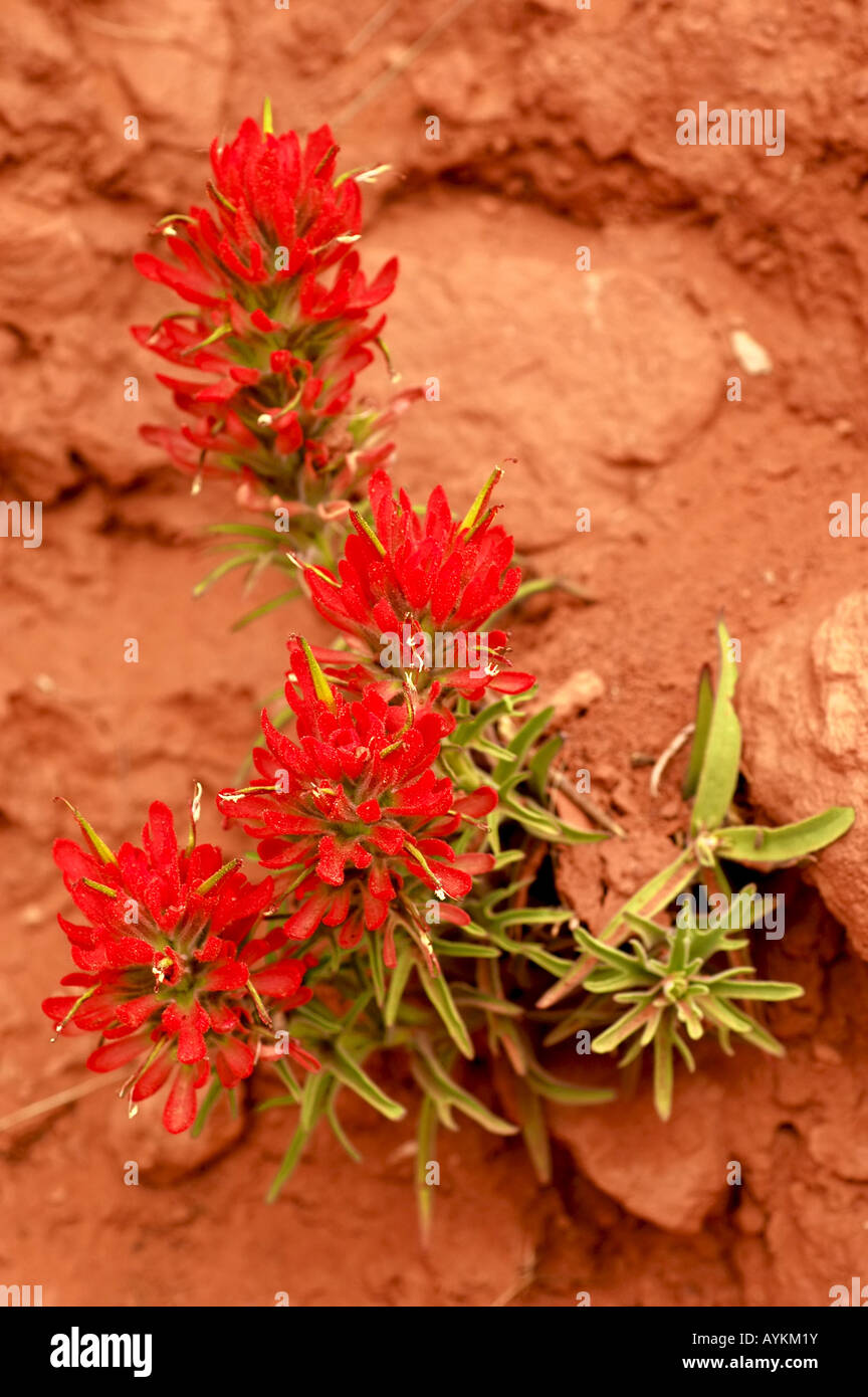 Slickrock paintbrush flowers growing in the red rock at Zion National Park Utah Stock Photo