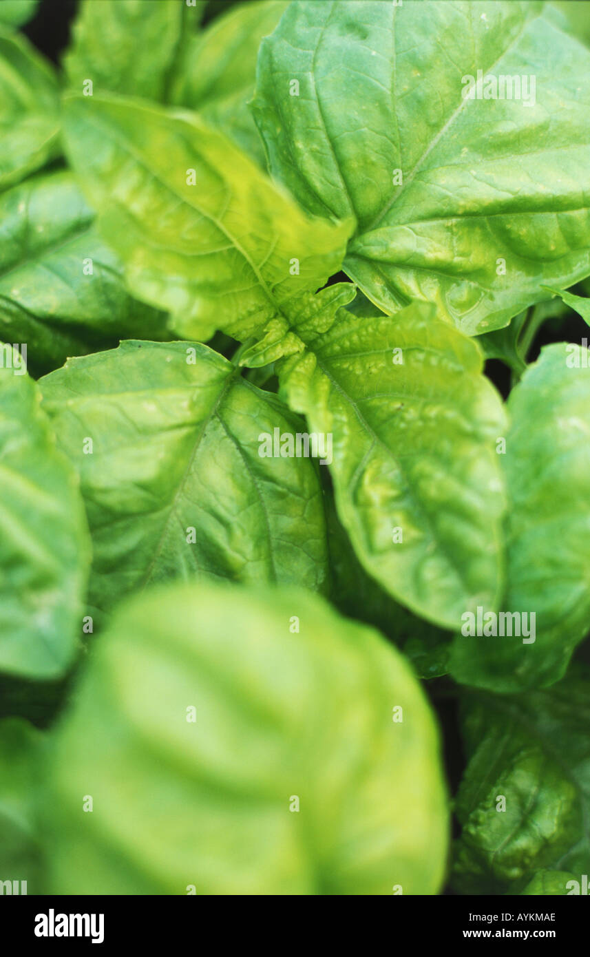 Lettuce leaf basil leaves Stock Photo Alamy