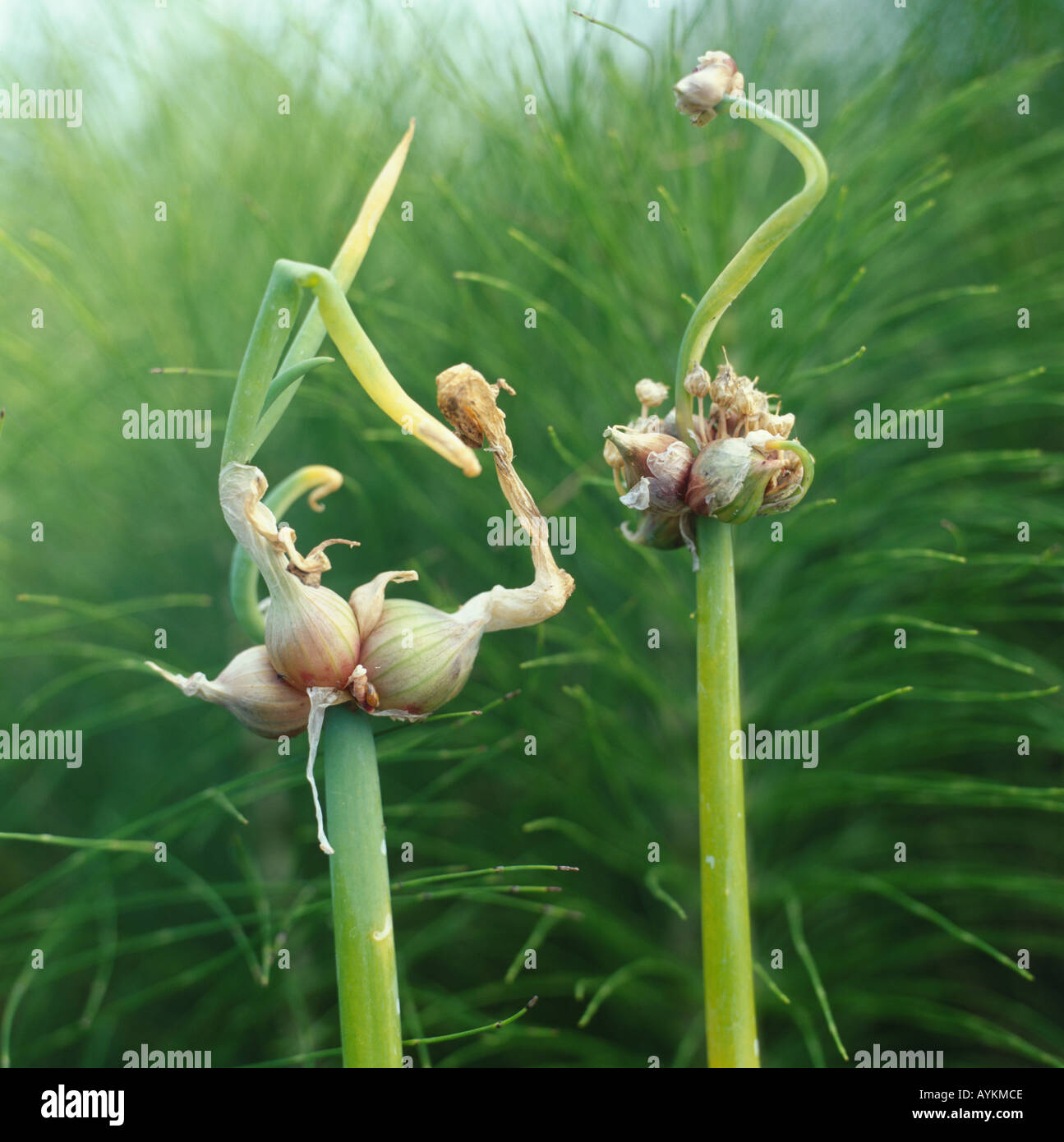 Allium cepa Proliferum Group, Tree onion, Egyptian onion, lazy man's onion , edible bulbs on stalks, Stock Photo
