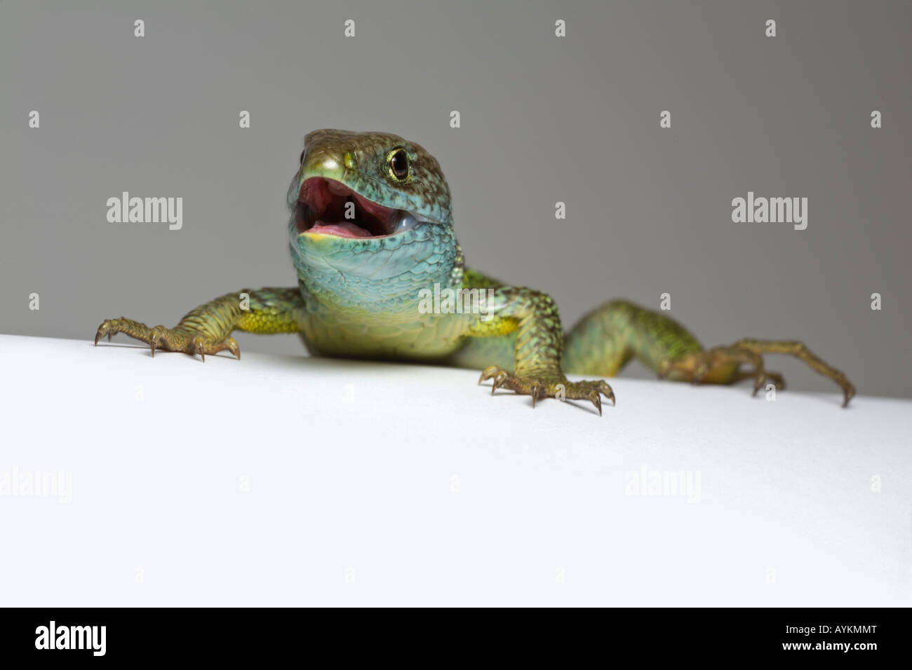 A green male lizard (Lacerta viridis bilineata) photographed in the studio. Lézard vert mâle photographié en studio. Stock Photo
