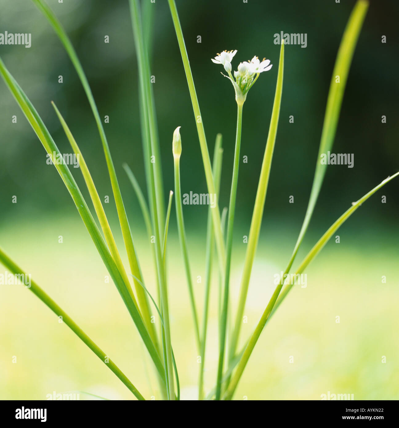 Garlic chives, Chinese chives, Allium tuberosum, mid green, flat, solid, thin, lance shaped