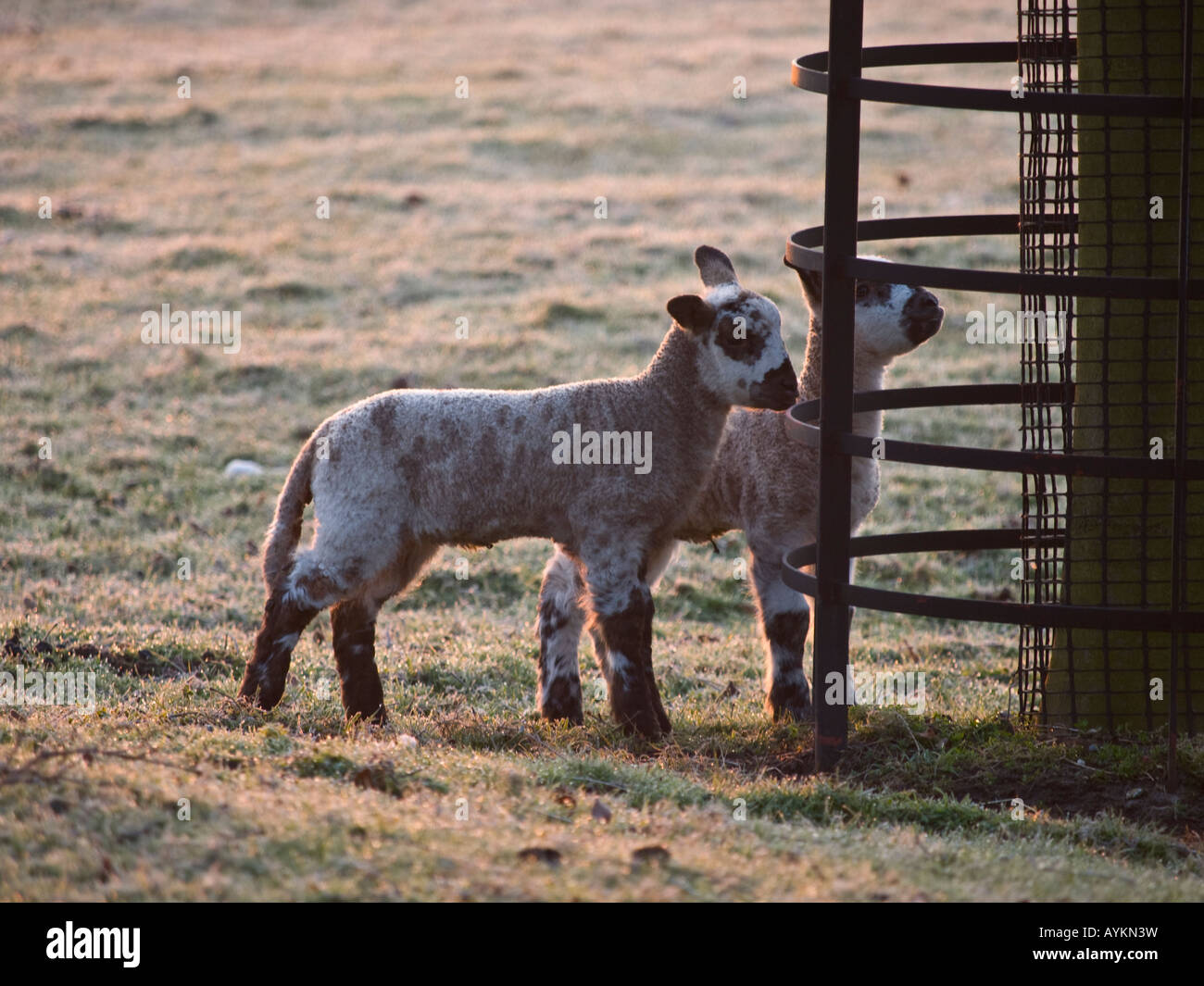 Two young lambs early morning Stock Photo