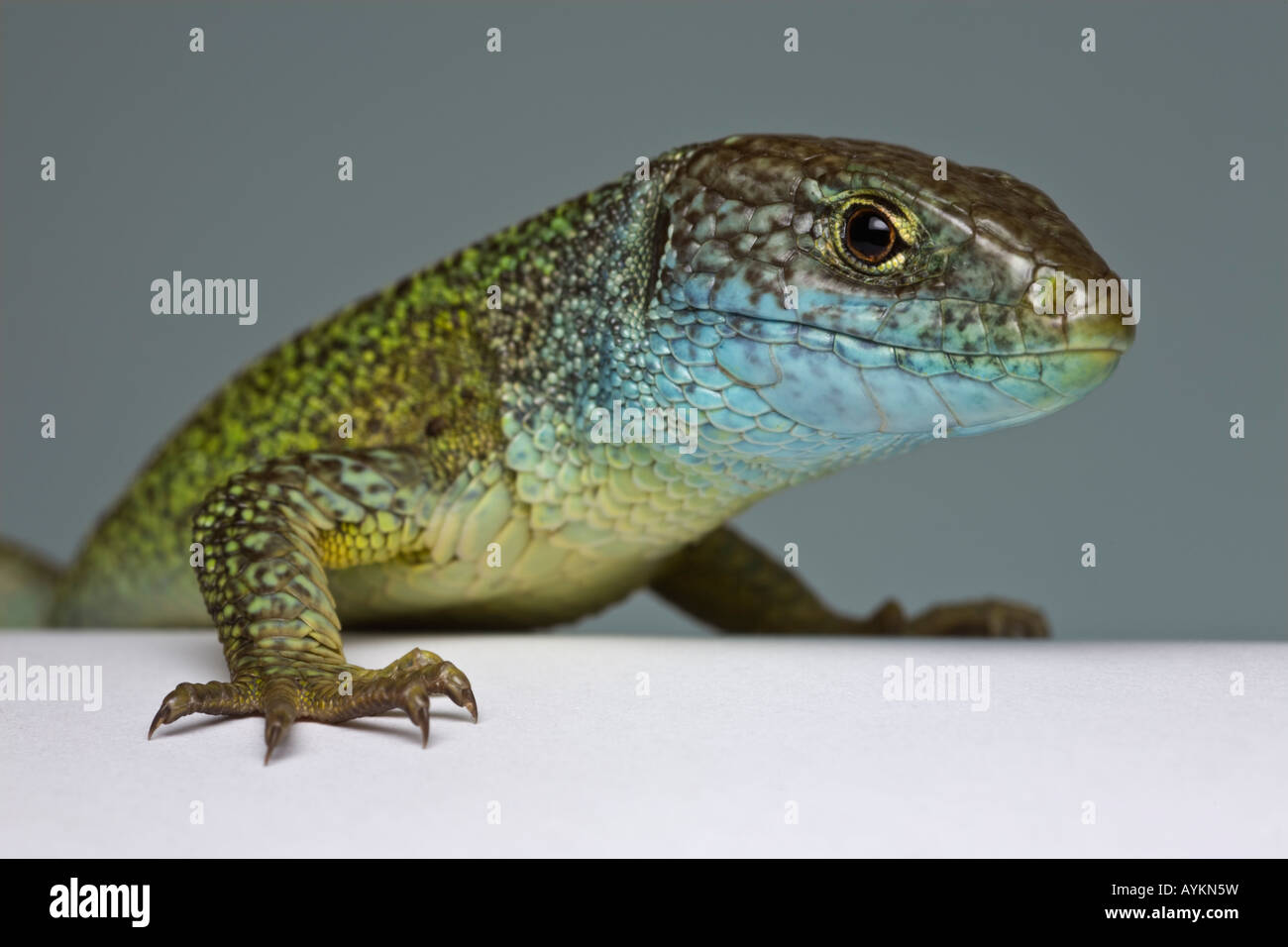 A photograph of a green male lizard (Lacerta viridis bilineata) taken in the studio. Portrait en studio d'un lézard vert mâle. Stock Photo