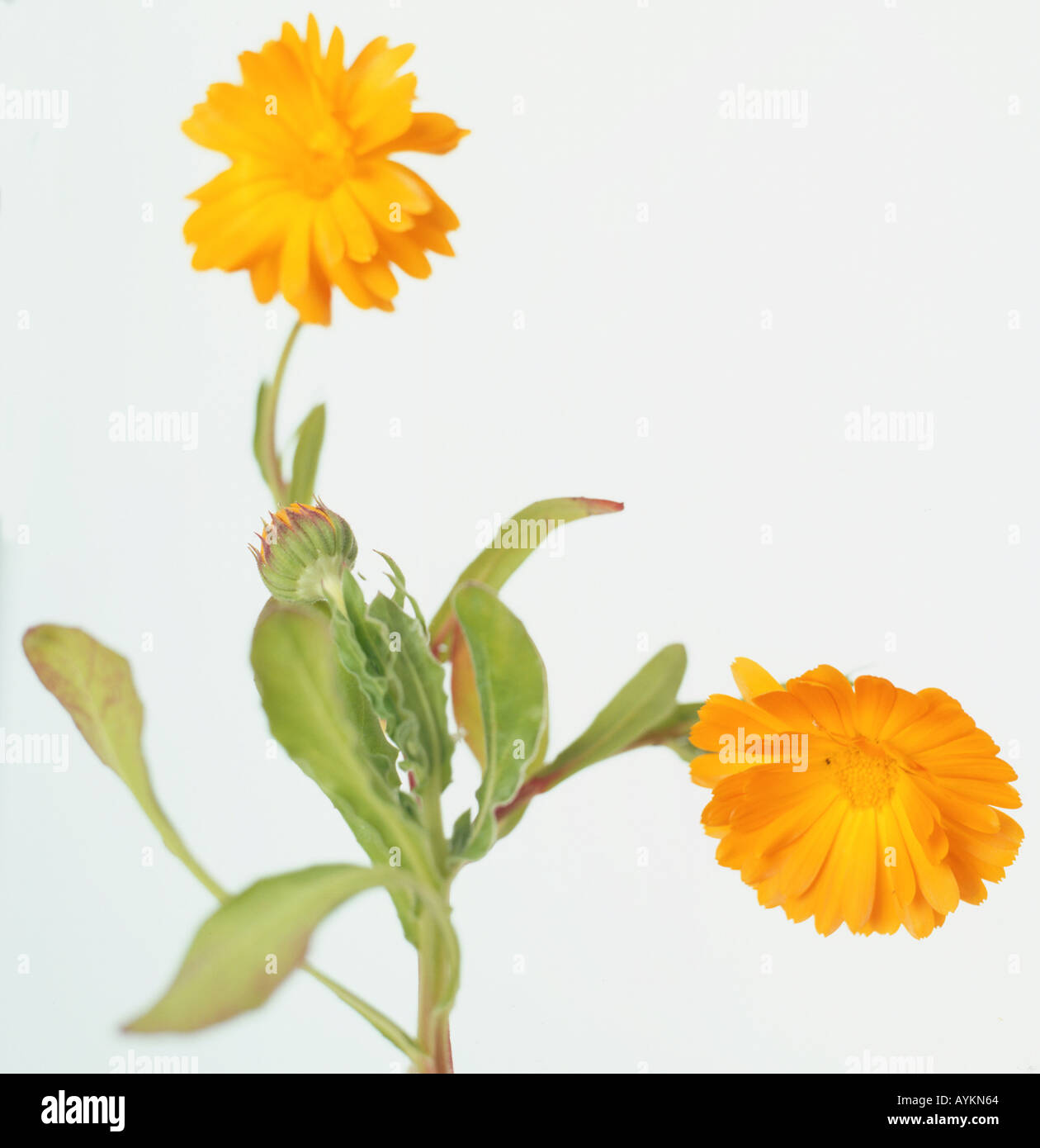 Pot Marigold, Marigold (Calendula officinalis), daisy-like, double flowers, and light-green, lance-shaped leaves Stock Photo