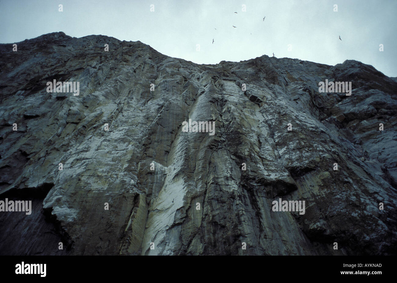 Voegel kreisen ueber einer Felswand Galapagos Stock Photo