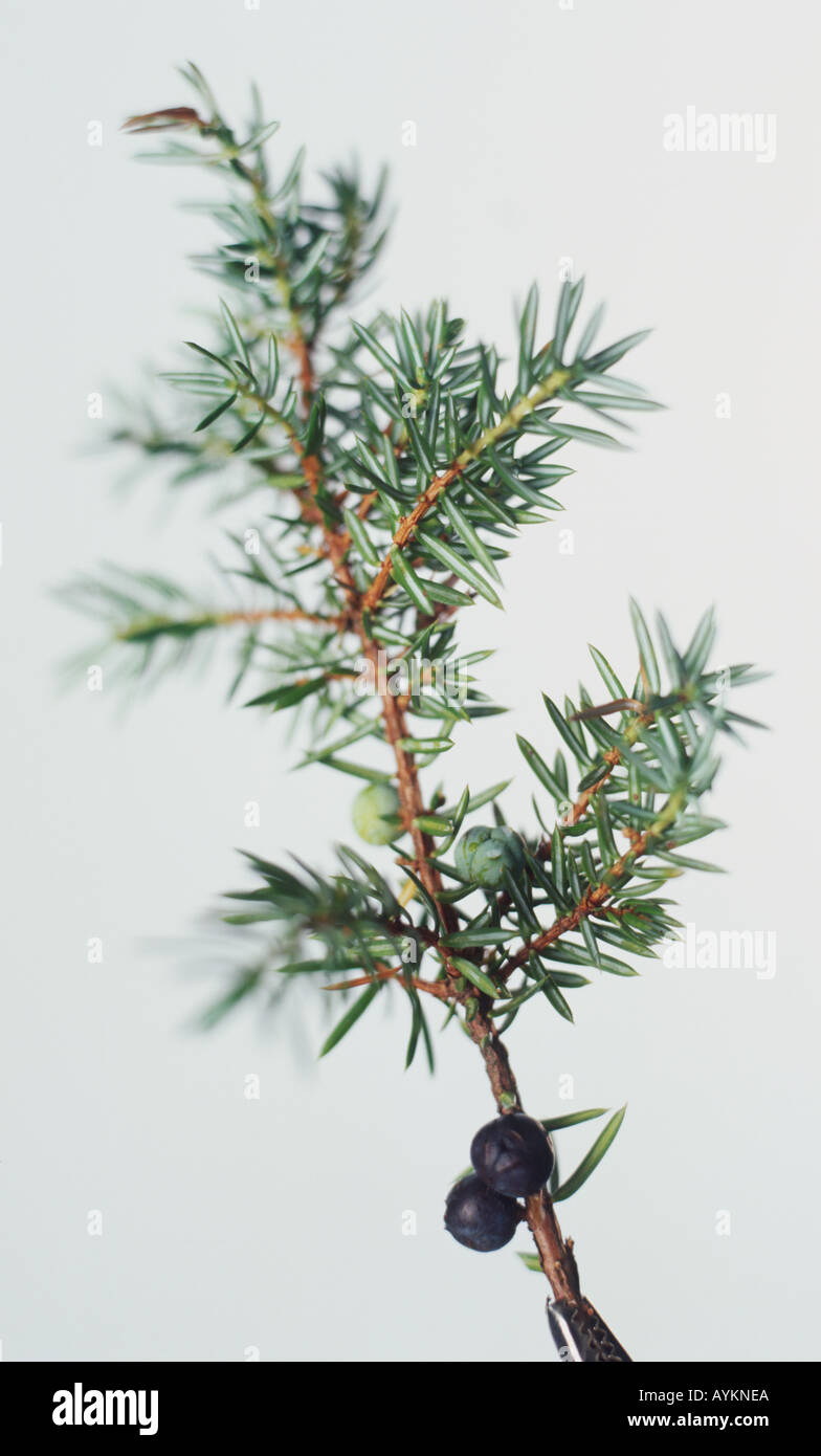 Juniperus communis, Juniper, female tree cutting with spiky blue green aromatic needle shaped leaves Stock Photo