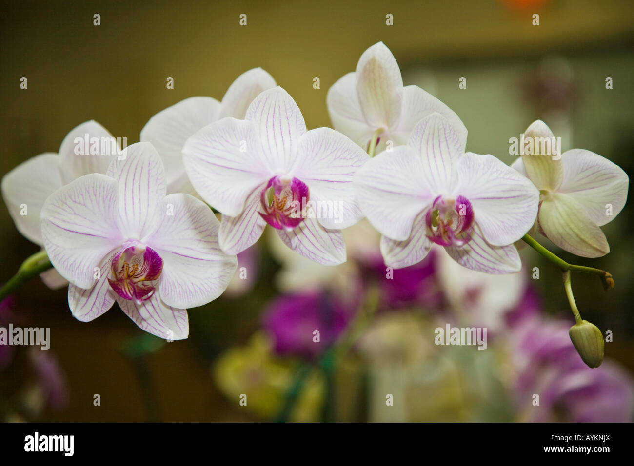 Orchids as grown in a hot house in Florida USA Stock Photo