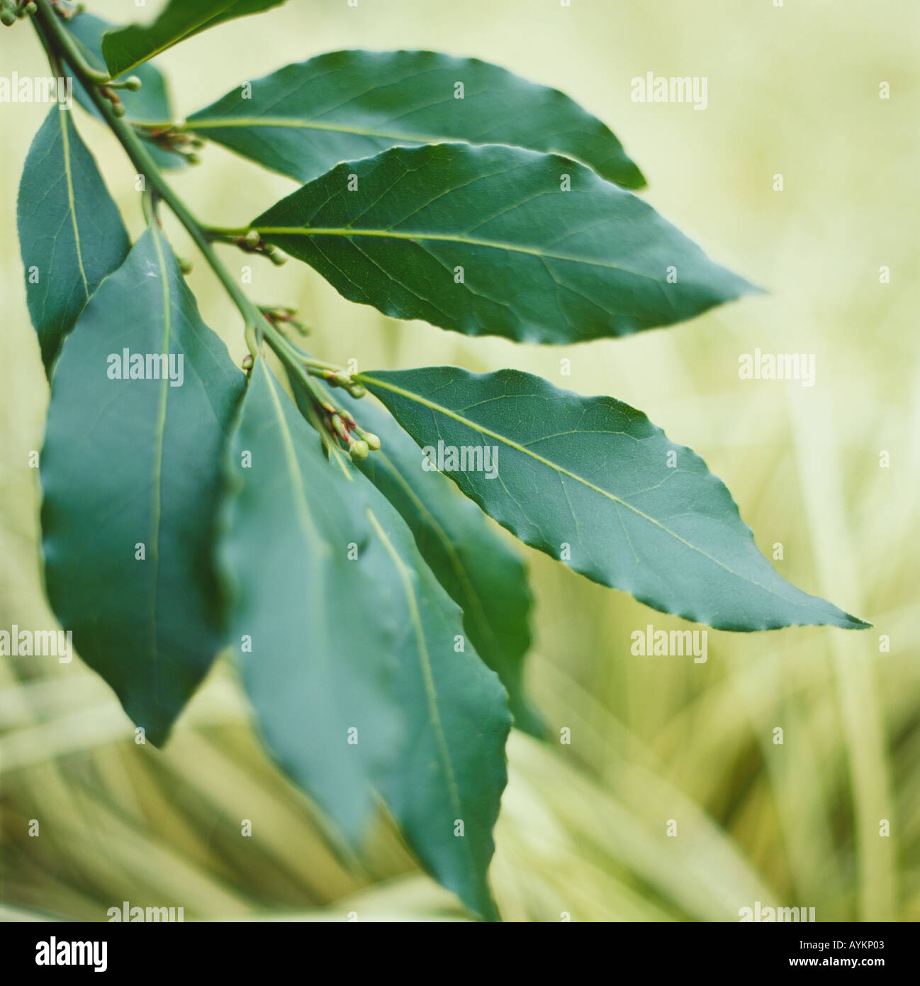 Laurus nobilis f. angustifolia, willow Leaf Bay, pointed oval dark