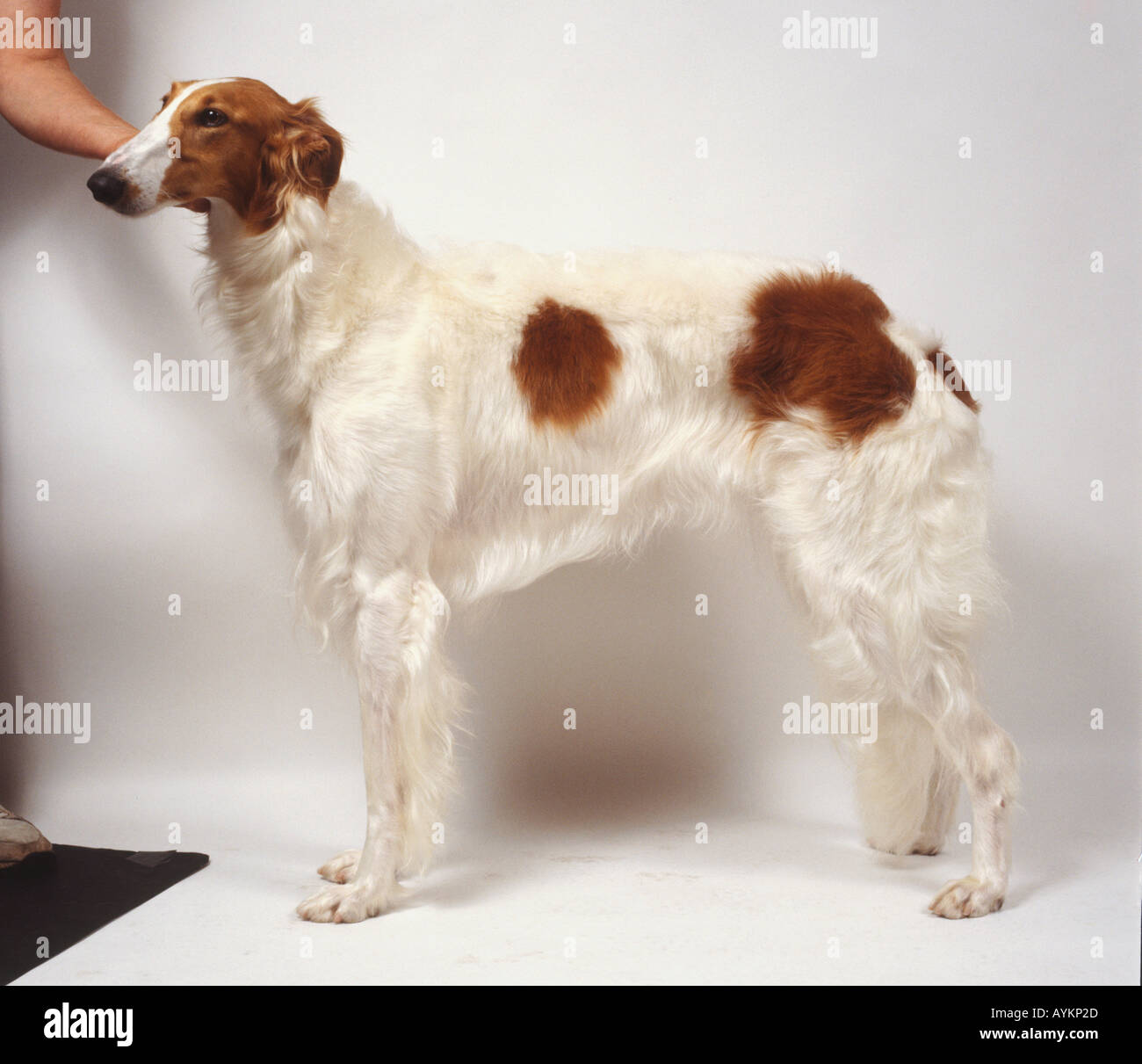 Borzoi, on all fours, side on. Stock Photo