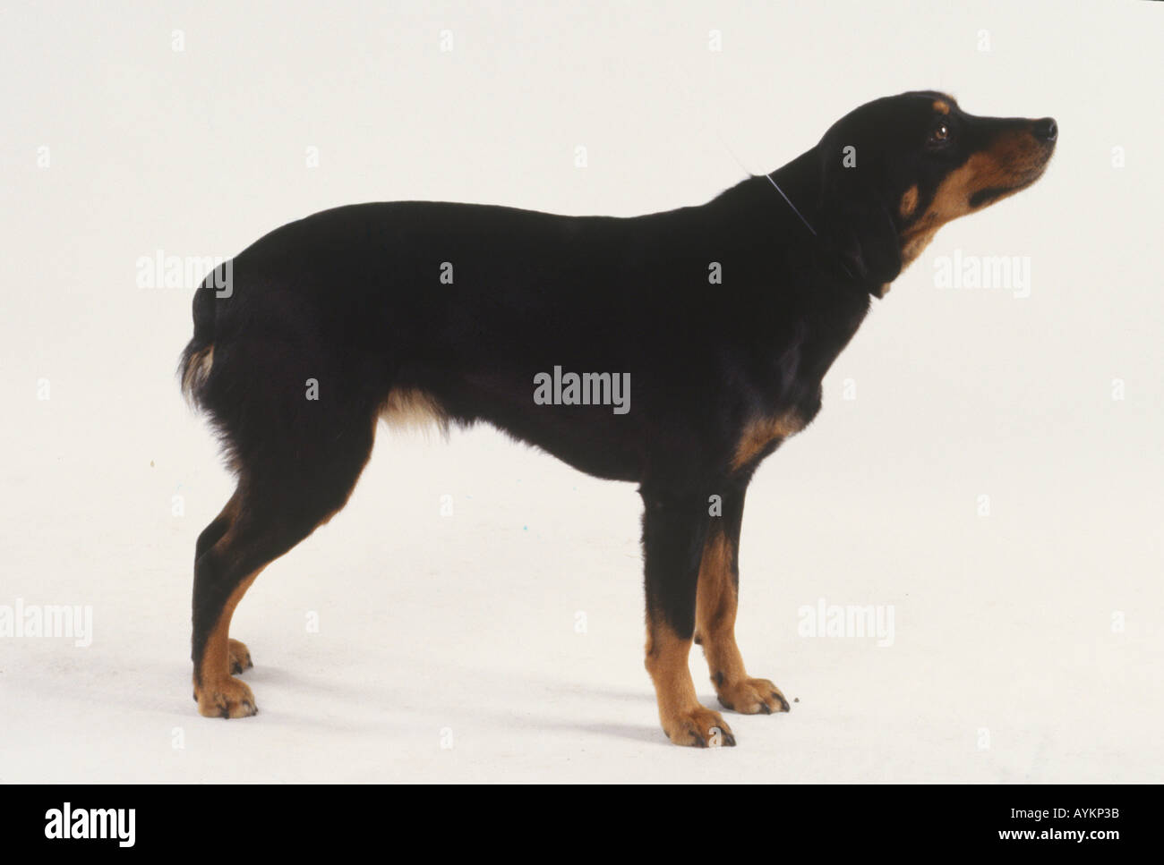 Smalandsstovare hi-res stock photography and images - Alamy