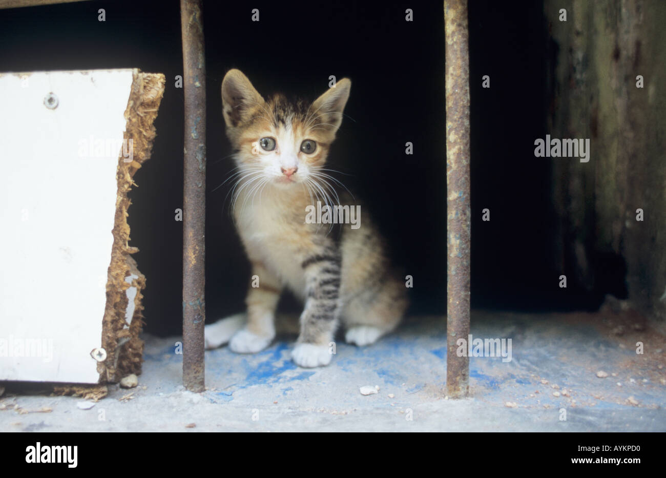STRAY CAT IN BEYOGLU DISTRICT, ISTANBUL, TURKEY Stock Photo