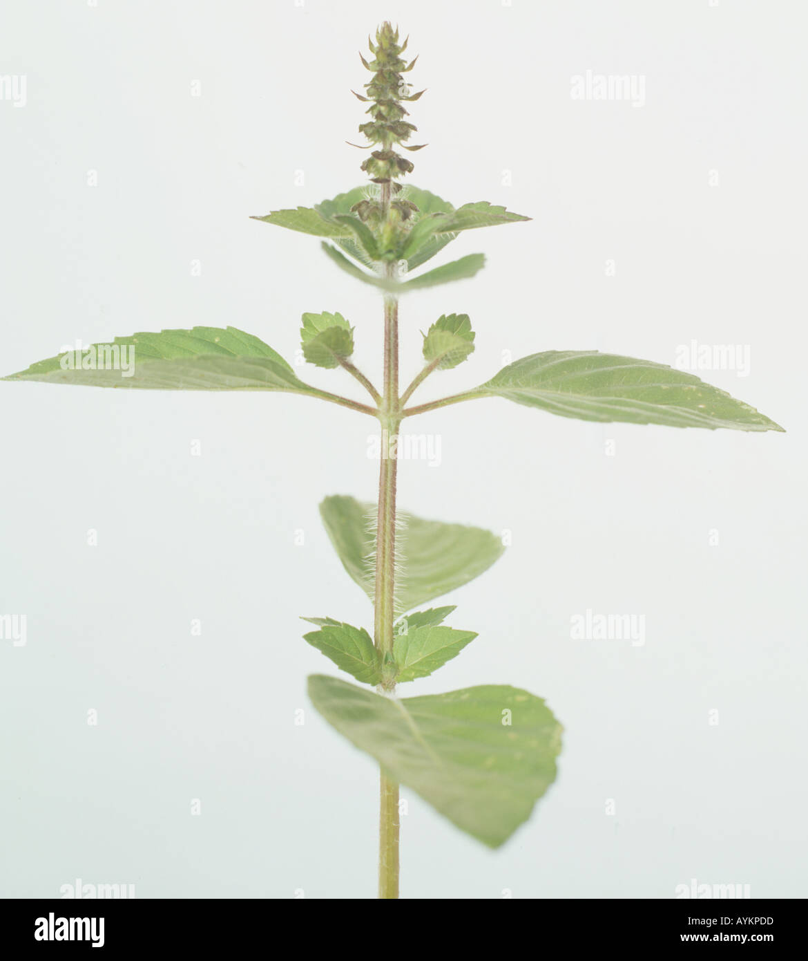 Ocimum tenuiflorum, holy basil, tulsi, olive green, oval, pointed, hairy, slightly serrated leaves, Stock Photo