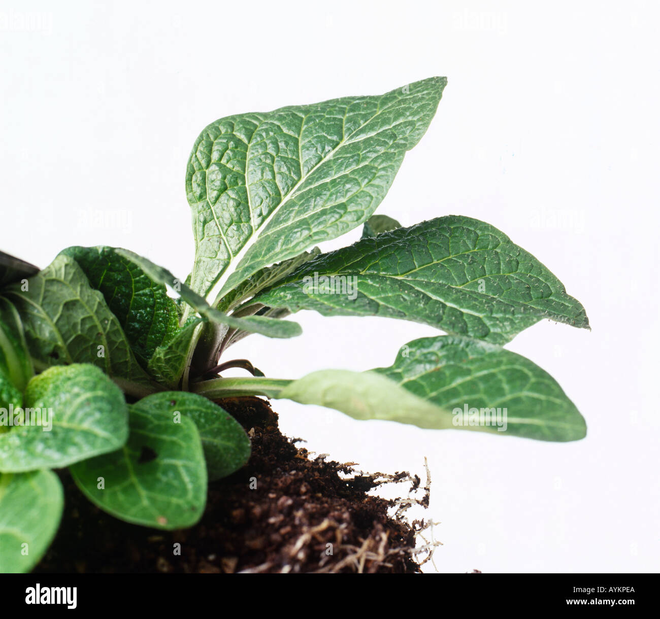 Mandragora officinarum, mandrake, satan's apple, large oval leaves with rough, slightly prickly texture, Stock Photo