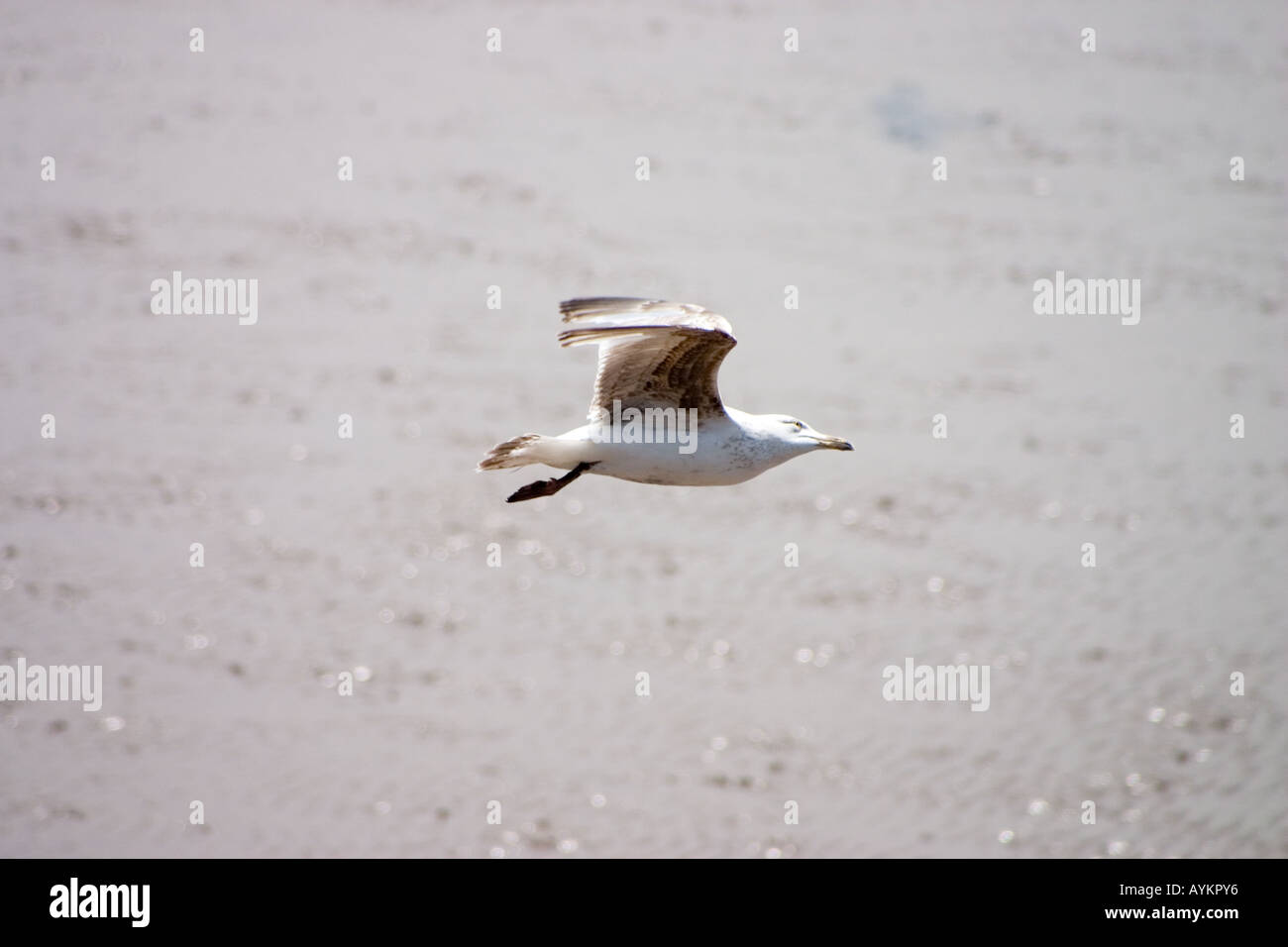 Juvenile Herring Gull Stock Photo