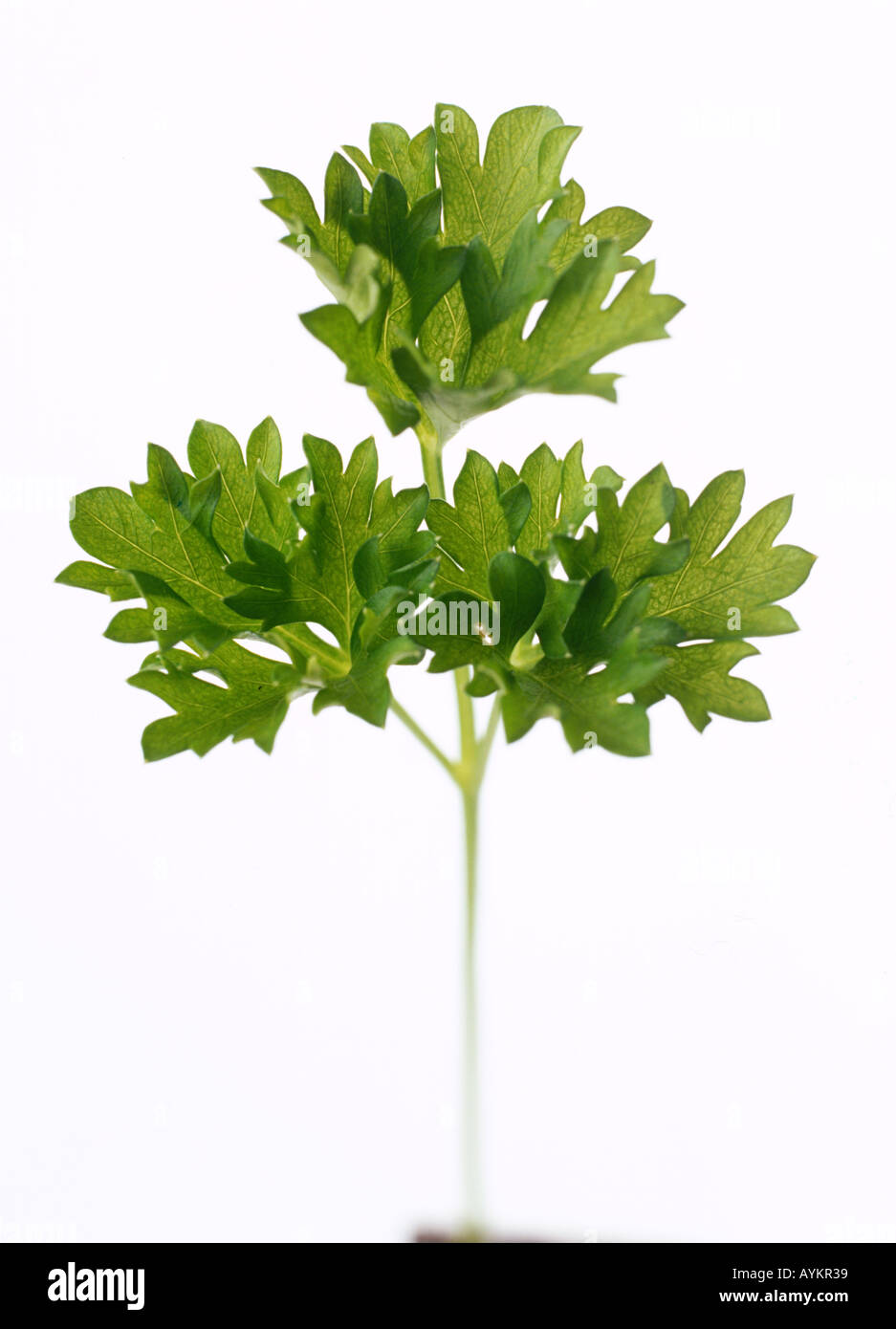 Petroselinum crispum, parsley, bright green leaves with serrated, curly edges, Stock Photo