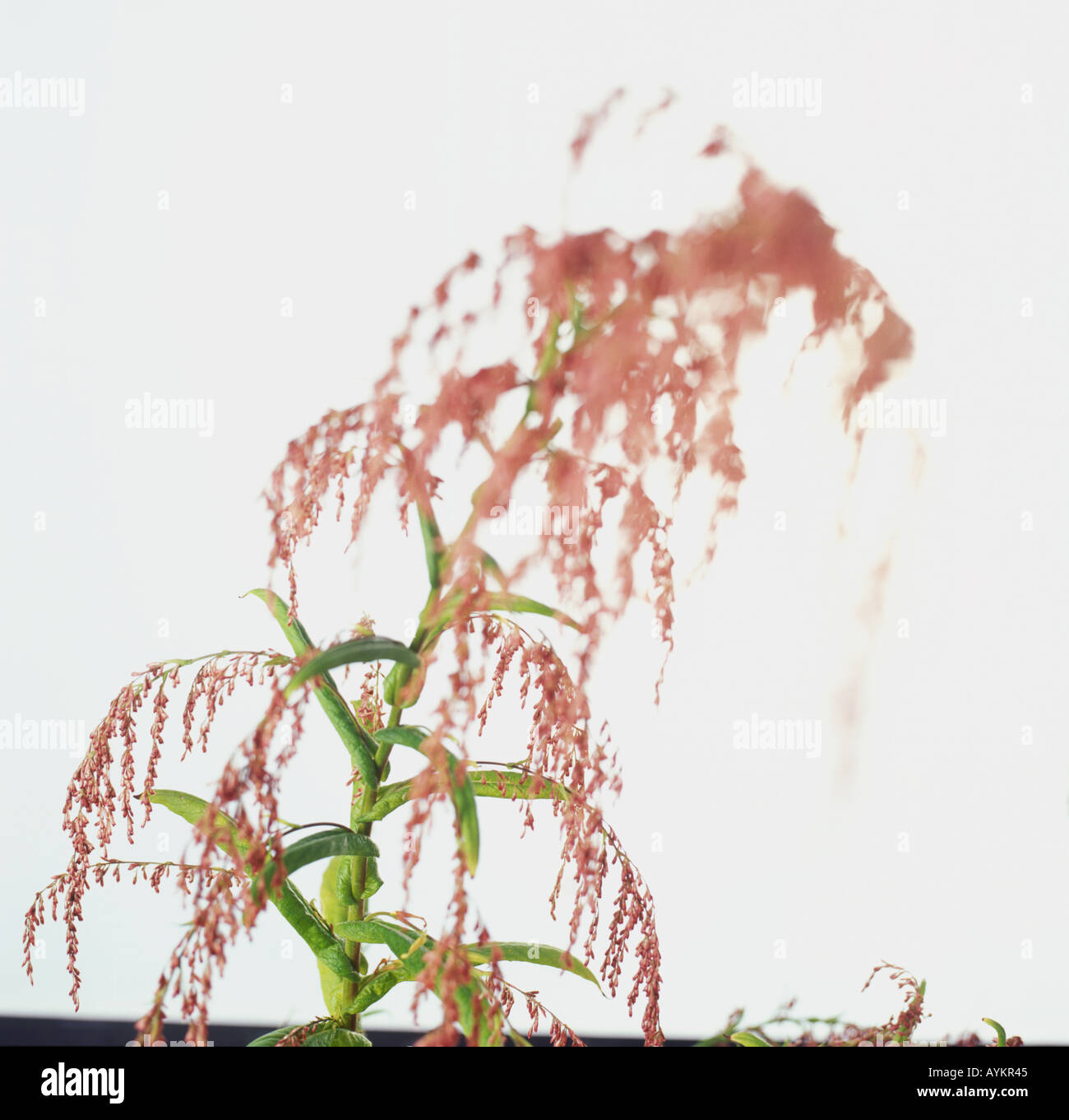 Incense plant, (Calomeria amaranthoides (Humea elegans)), aromatic