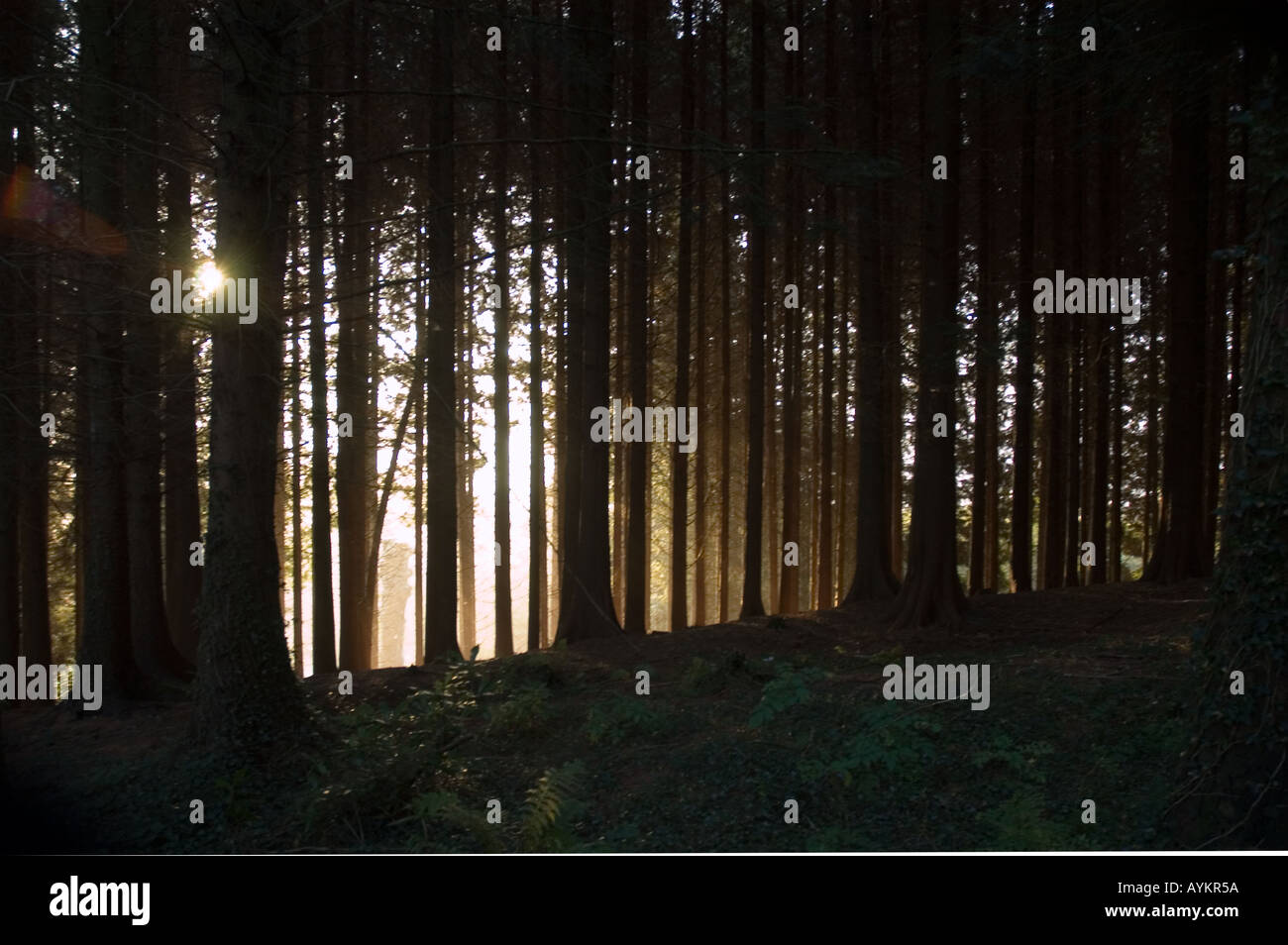 Early morning sunrise through a pine woodland in Mid Wales Stock Photo ...