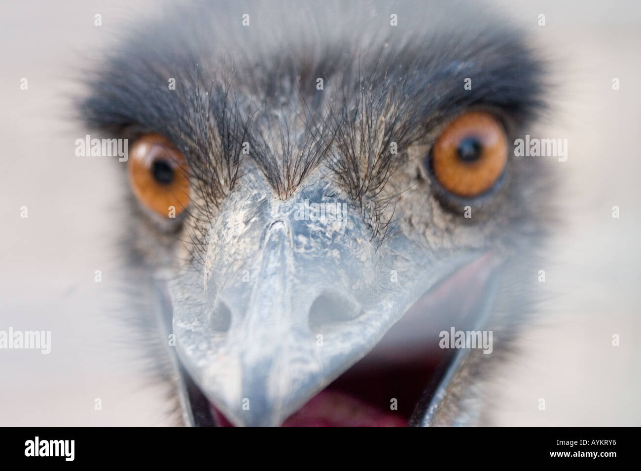emu Stock Photo