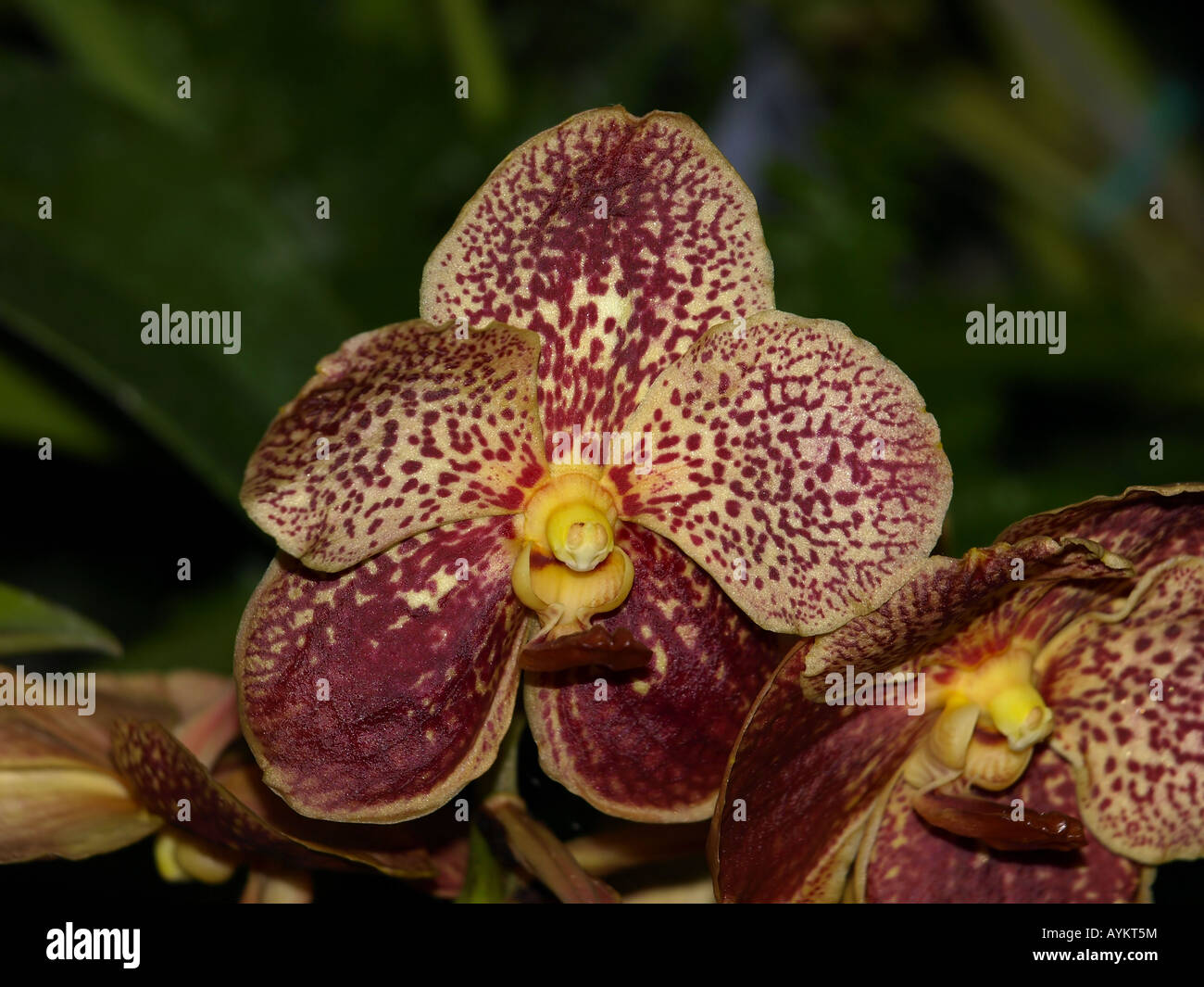 Brown and yellow orchid hires stock photography and images Alamy
