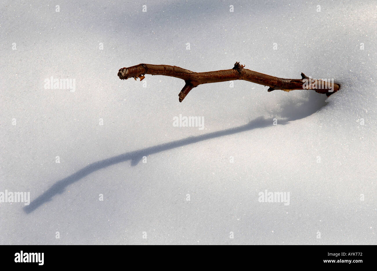 Ast im Schnee Stock Photo