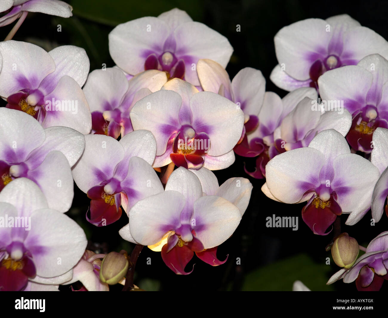 white red centre orchid flowers Stock Photo