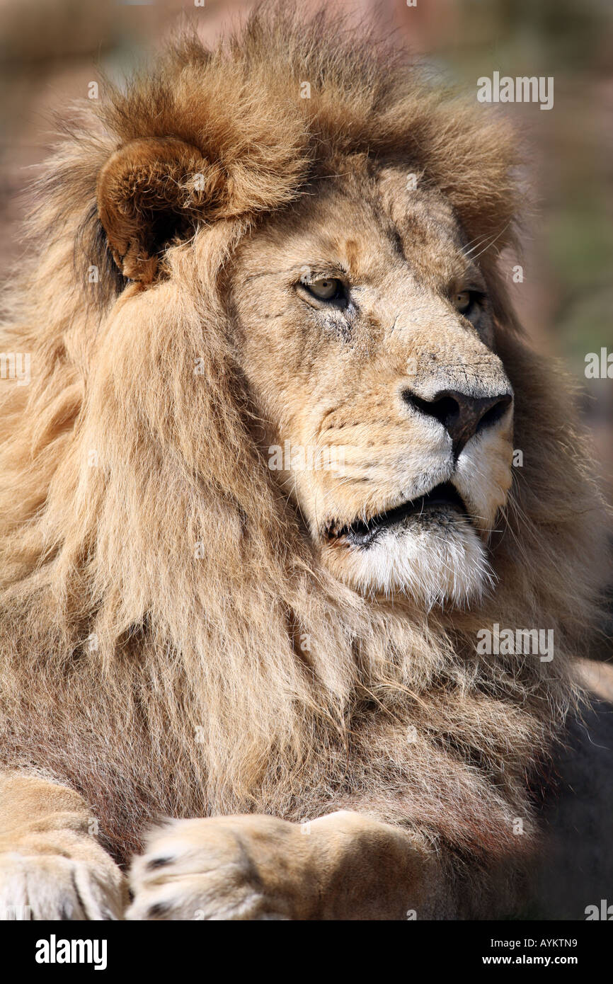 portrait of male Lion resting Stock Photo