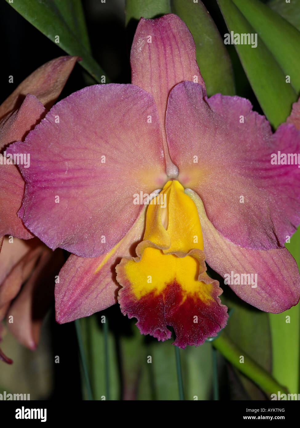 Yellow flower centre hires stock photography and images Alamy