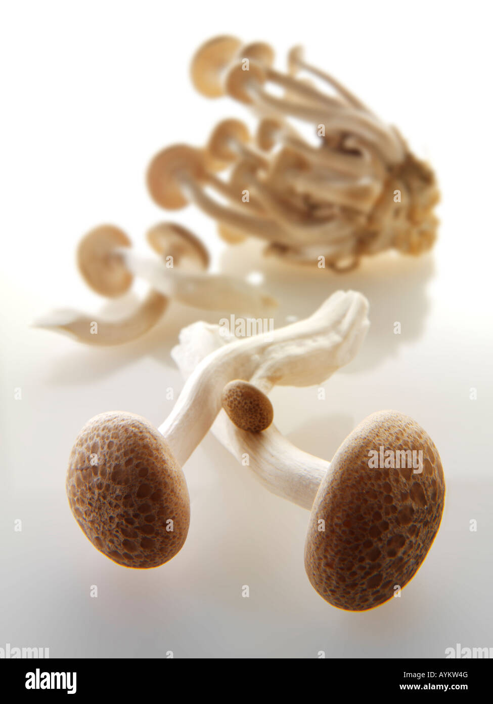Raw  fresh Hon-Shimeji mushrooms Stock Photo