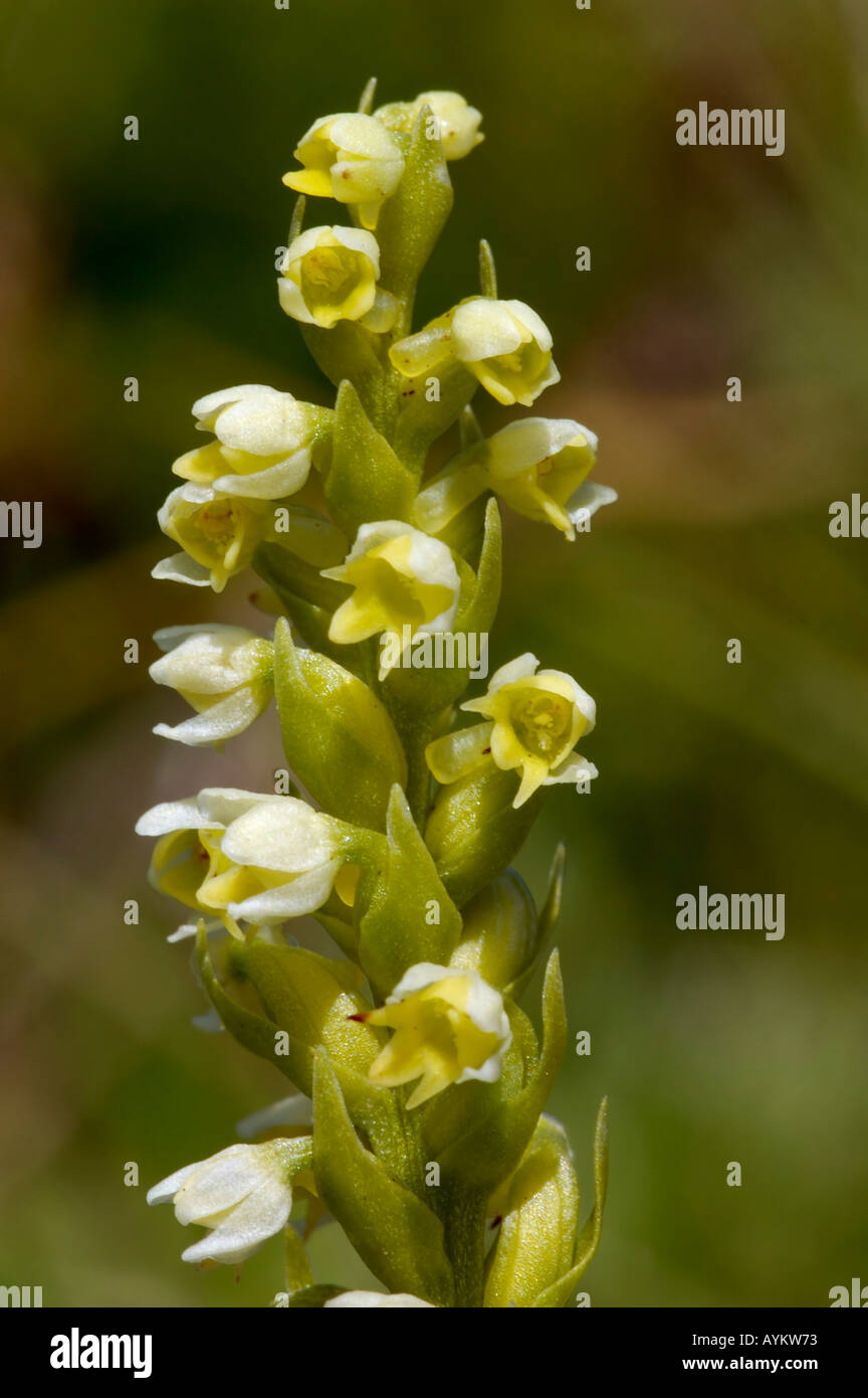 Small white orchid mountain hi-res stock photography and images - Alamy