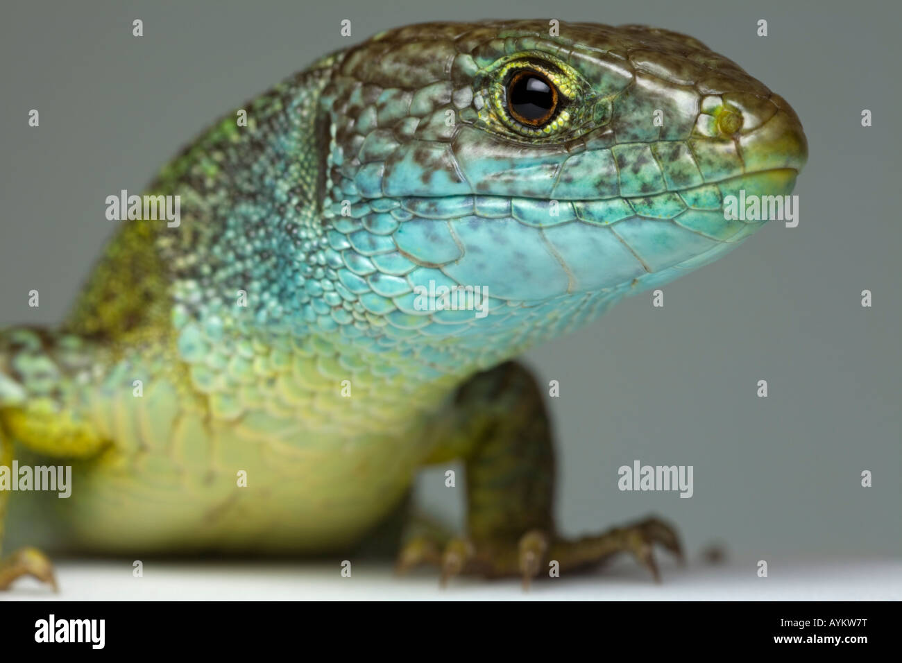 A photograph of a green male lizard (Lacerta viridis bilineata) taken in the studio. Portrait en studio d'un lézard vert mâle. Stock Photo
